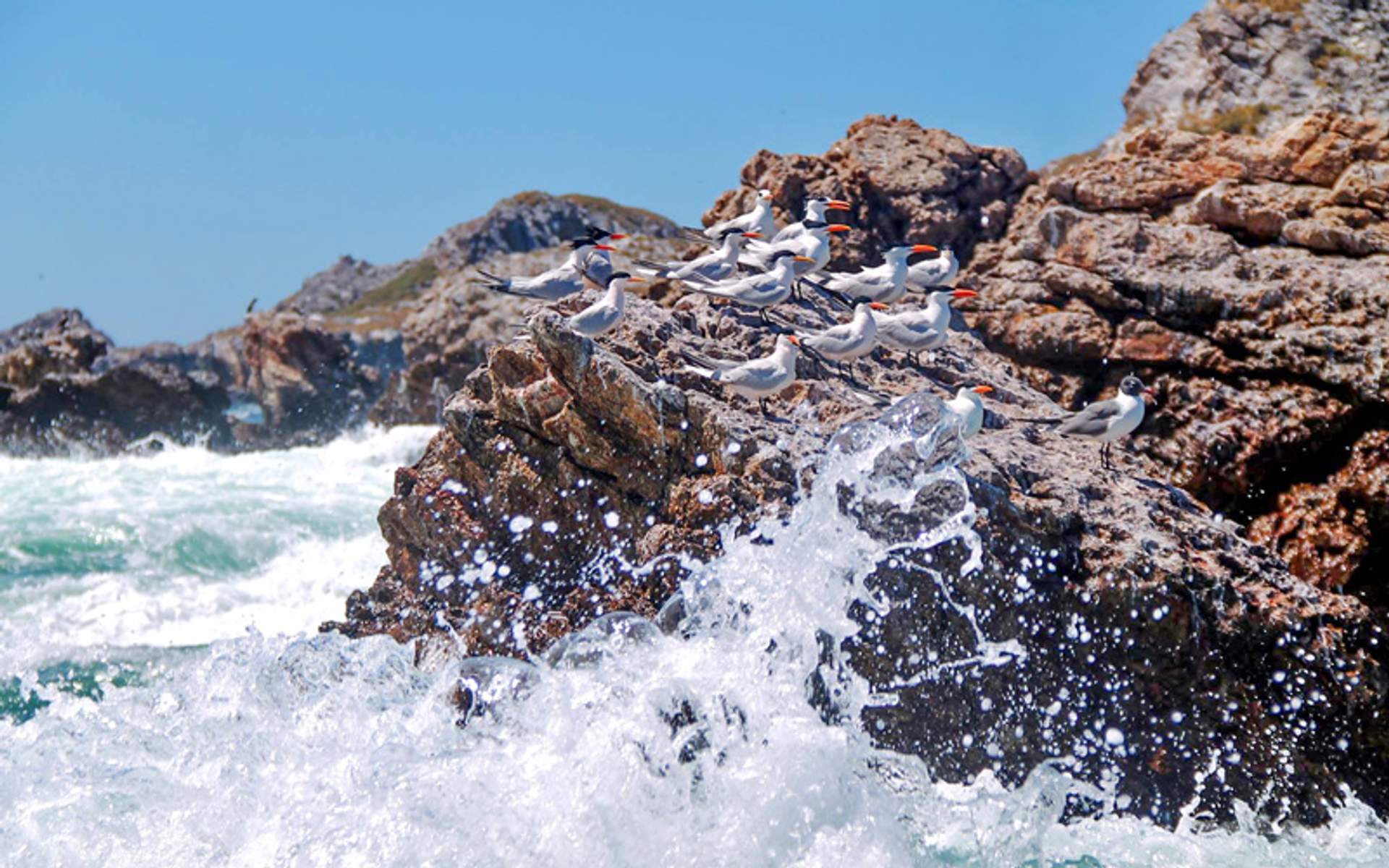 Aves marinas posadas en un afloramiento rocoso mientras las olas rompen a su alrededor.
