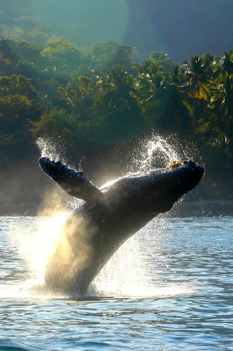 Puerto Vallarta whale breaching the water.