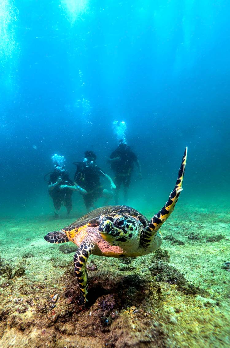Tortuga marina vista durante un tour de Buceo en Puerto Vallarta, Las Caletas.