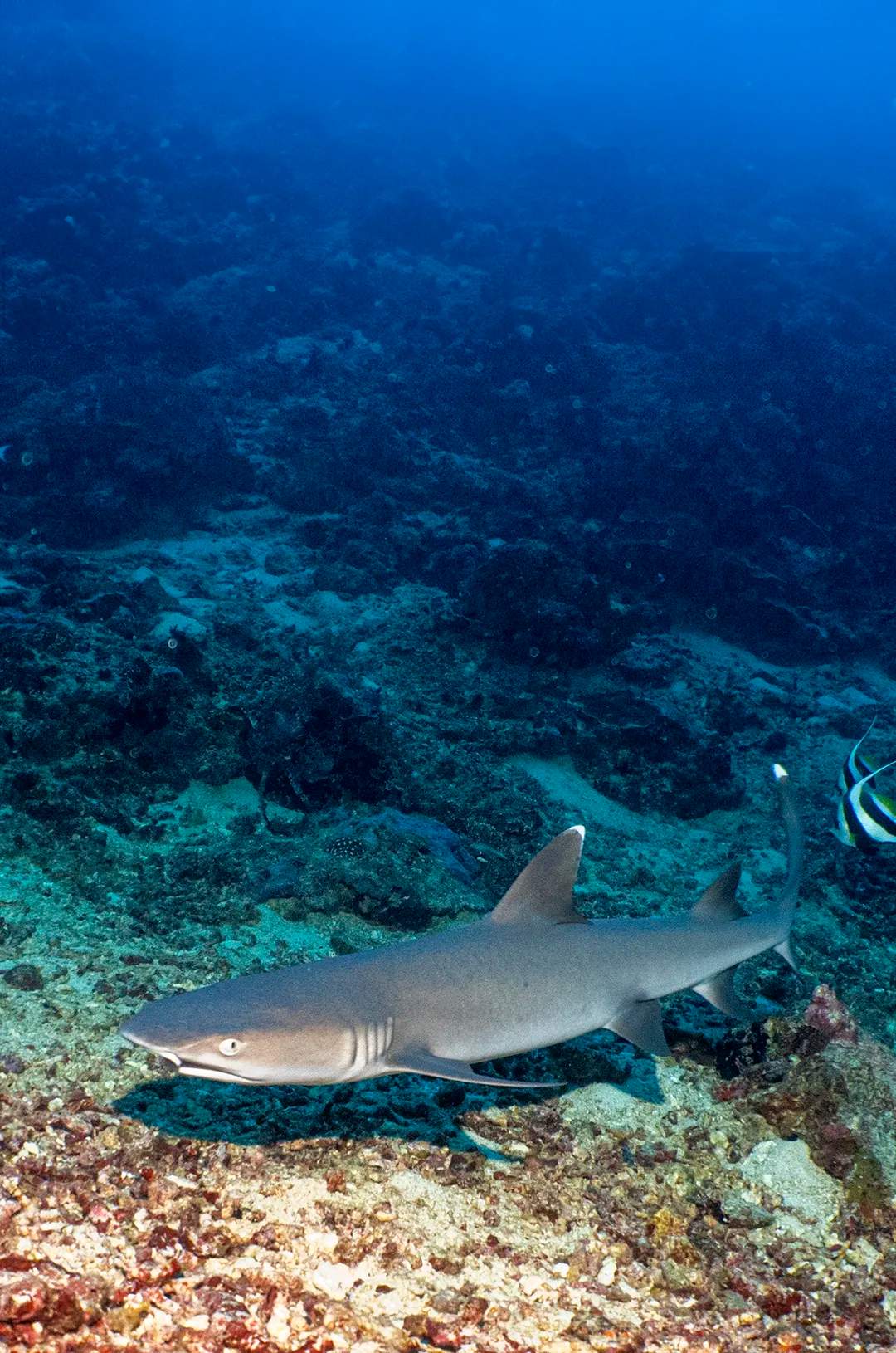 Tiburón de Arrecife de Puntas Blancas visto durante un tour de buceo en Los Anegados Puerto Vallarta.