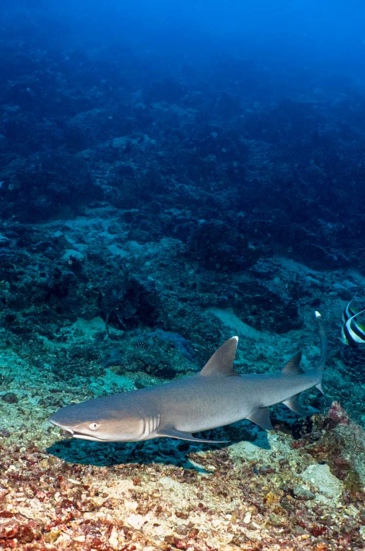 Tiburón de Arrecife de Puntas Blancas visto durante un tour de buceo en Los Anegados Puerto Vallarta.