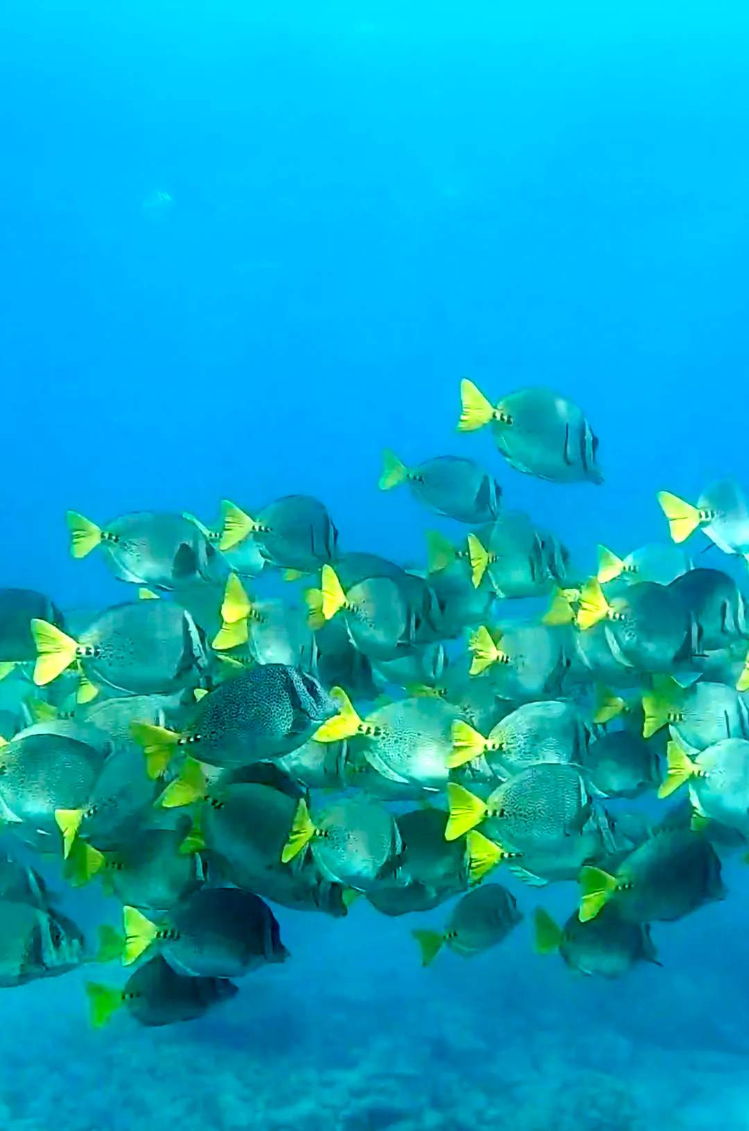 Escuela de peces Cirujano de Cola Amarillo en las cálidas aguas de Las Caletas Puerto Vallarta.