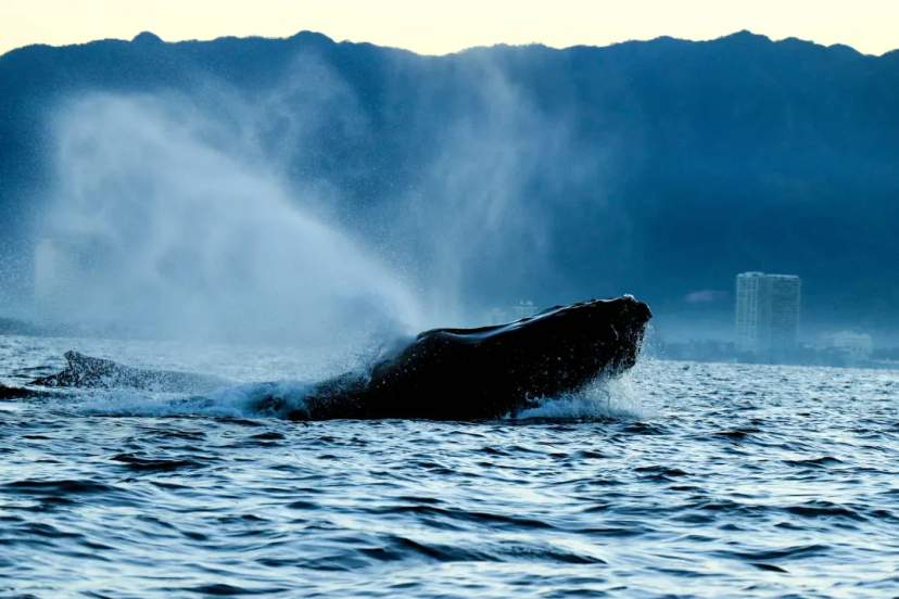 A humpback whale breaches dramatically from the Pacific near Puerto Vallarta, with mountains and resort buildings in the