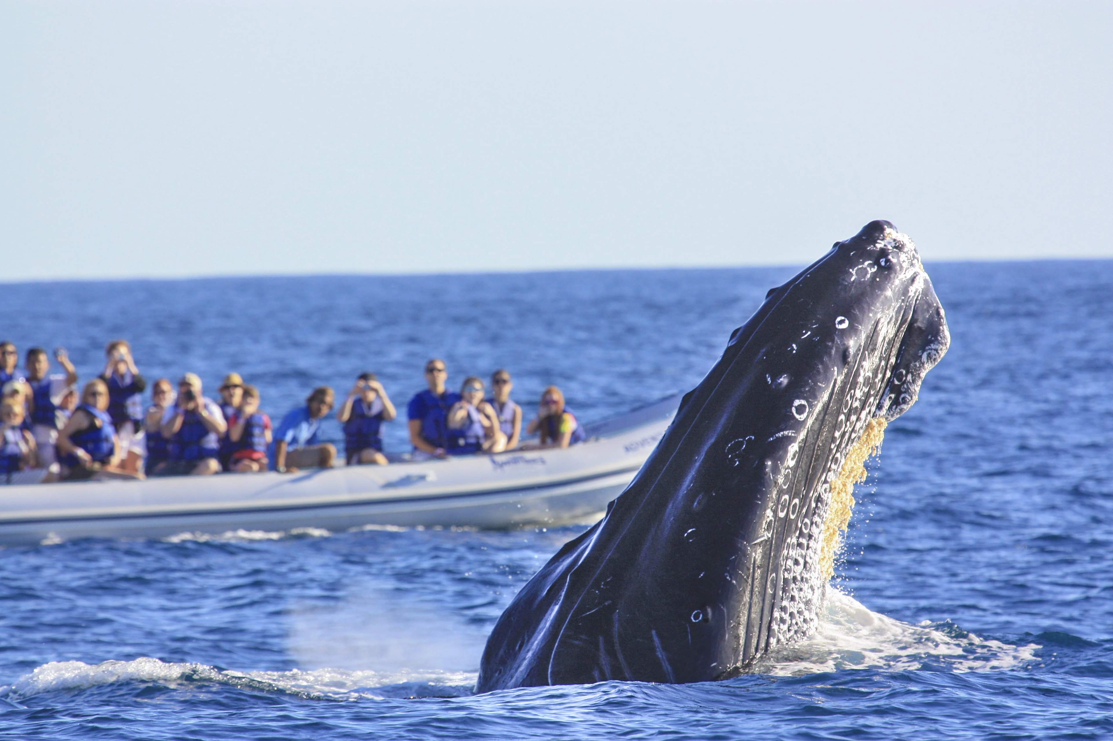 Turistas en un bote observan a una ballena jorobada saltando durante un tour de avistamiento de ballenas en Puerto Vallarta.