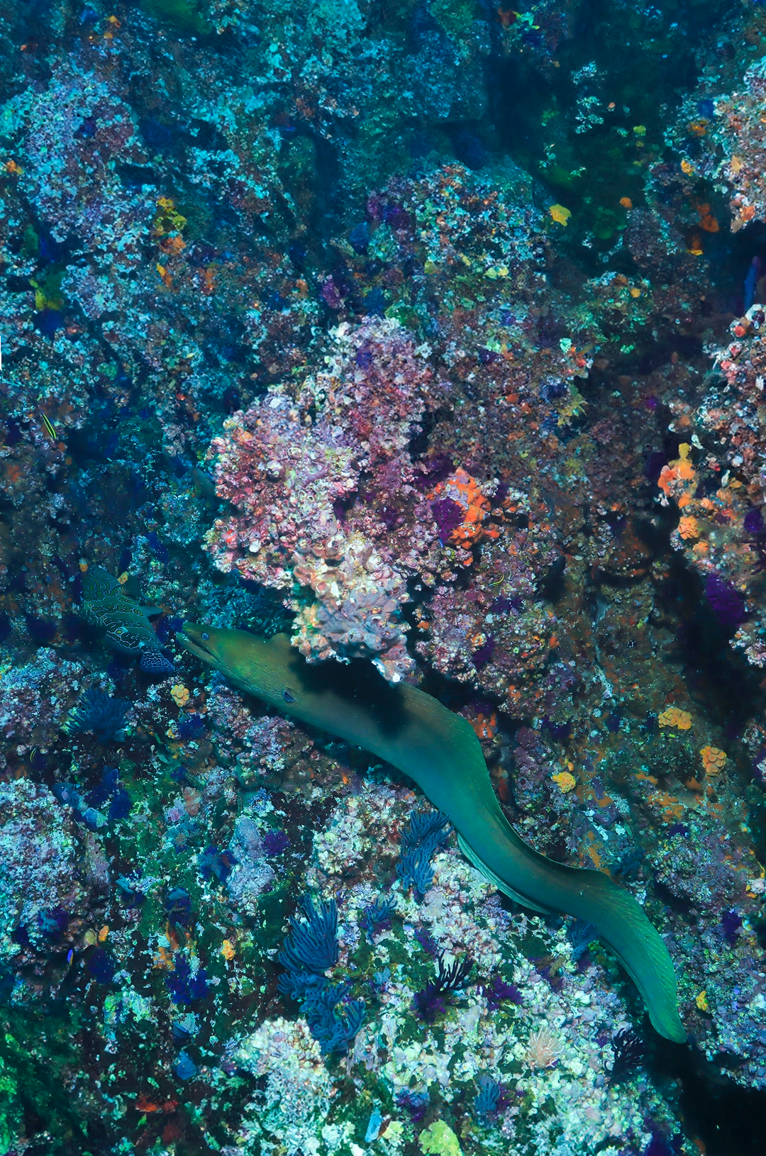 Morena verde vista durante un buceo en Puerto Vallarta Anegados.
