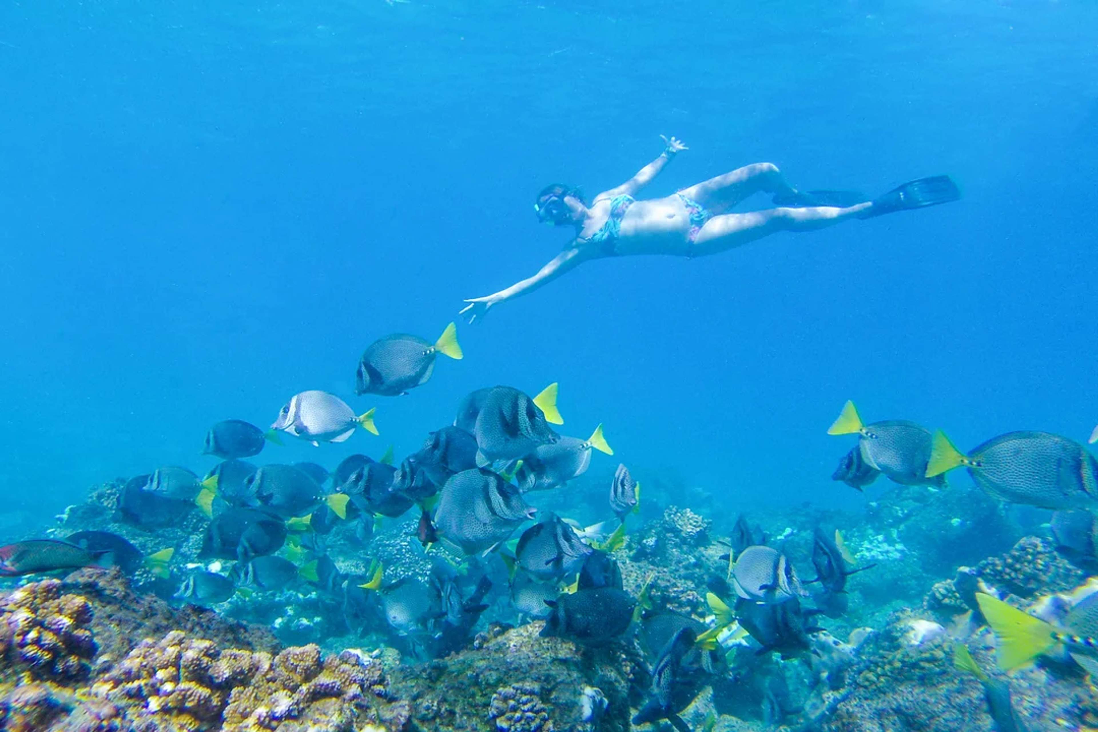 Mujer bucea entre coloridos peces de cola amarilla sobre un arrecife en aguas cristalinas.