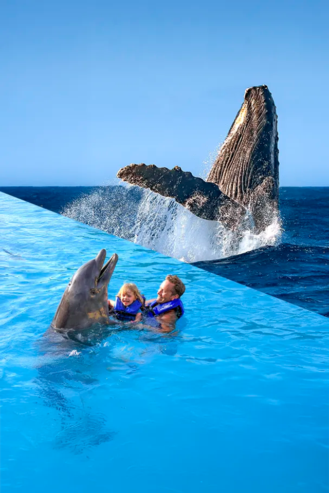 Disfruta un tour de Avistamiento de ballenas y Nada con Delfines en un día con este Paquete de Tours en Puerto Vallarta.