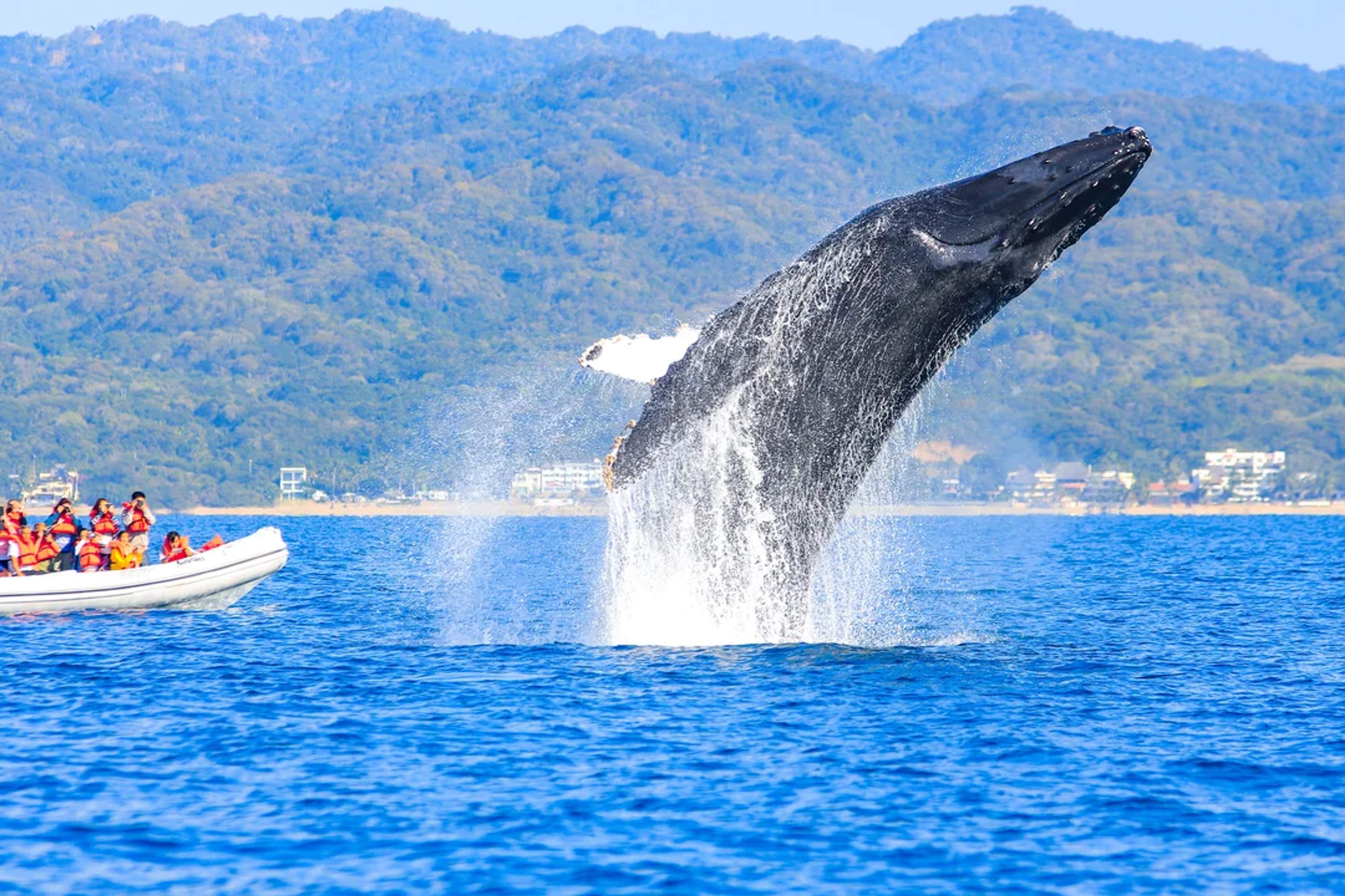 Ballena jorobada saltando cerca de una lancha llena de turistas en Puerto Vallarta, México.