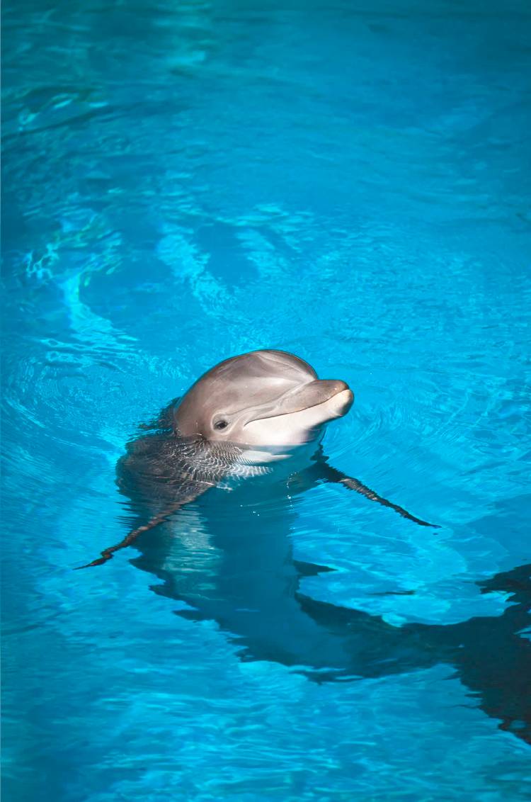 A dolphin swimming in the best Marine Mammal Center in Puerto Vallarta.