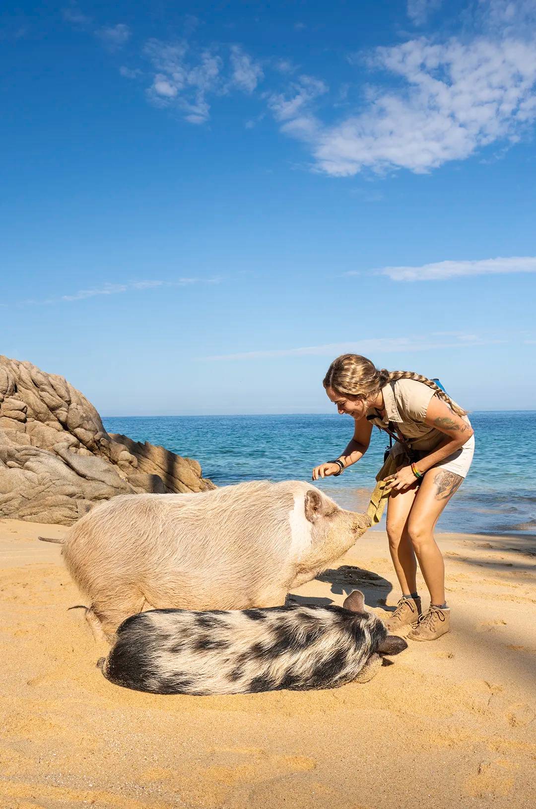 Adorable pigs in the beach at Las Caletas Puerto Vallarta.