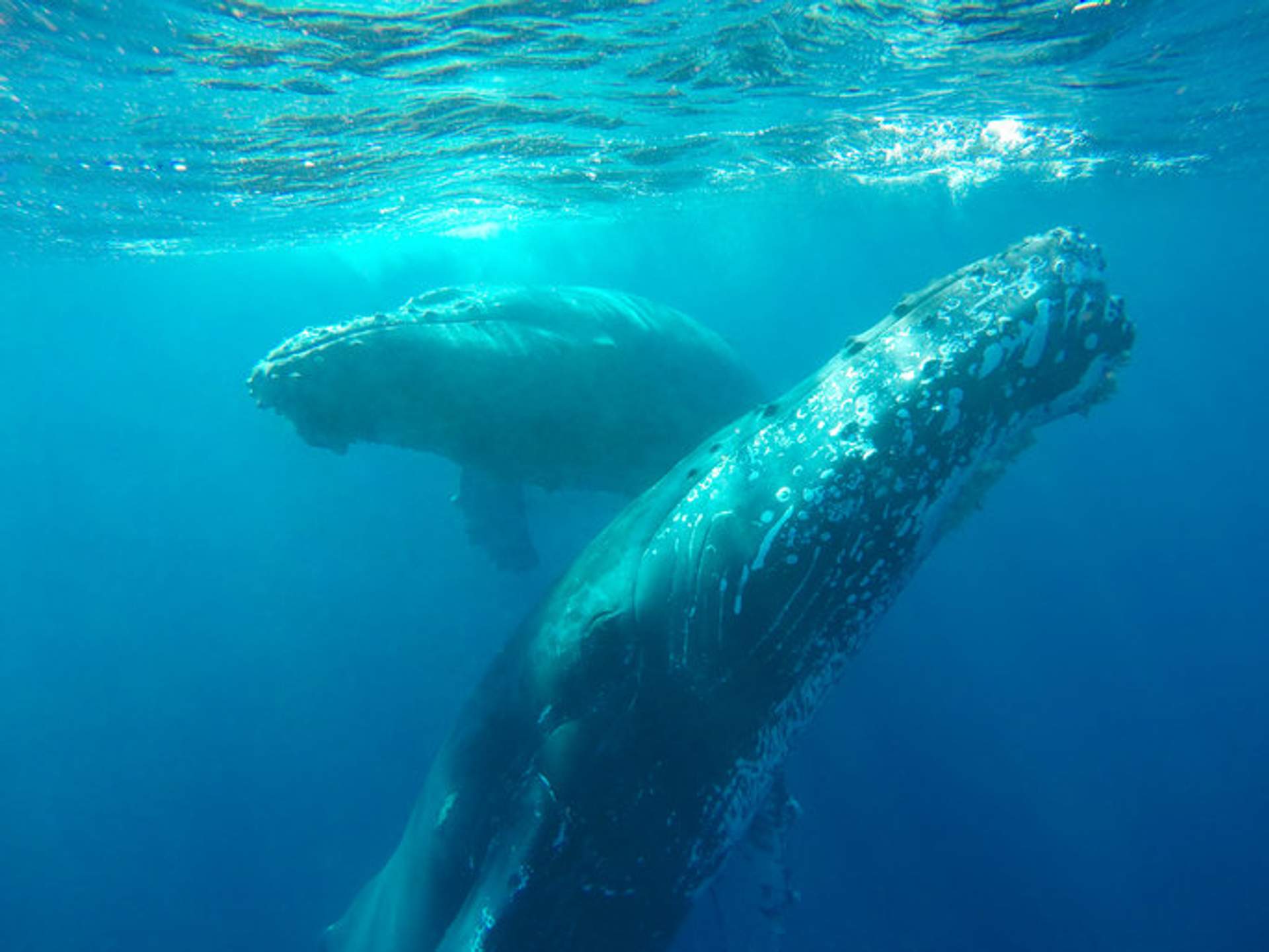 Dos ballenas jorobadas nadando bajo el agua en el océano cerca de Puerto Vallarta.
