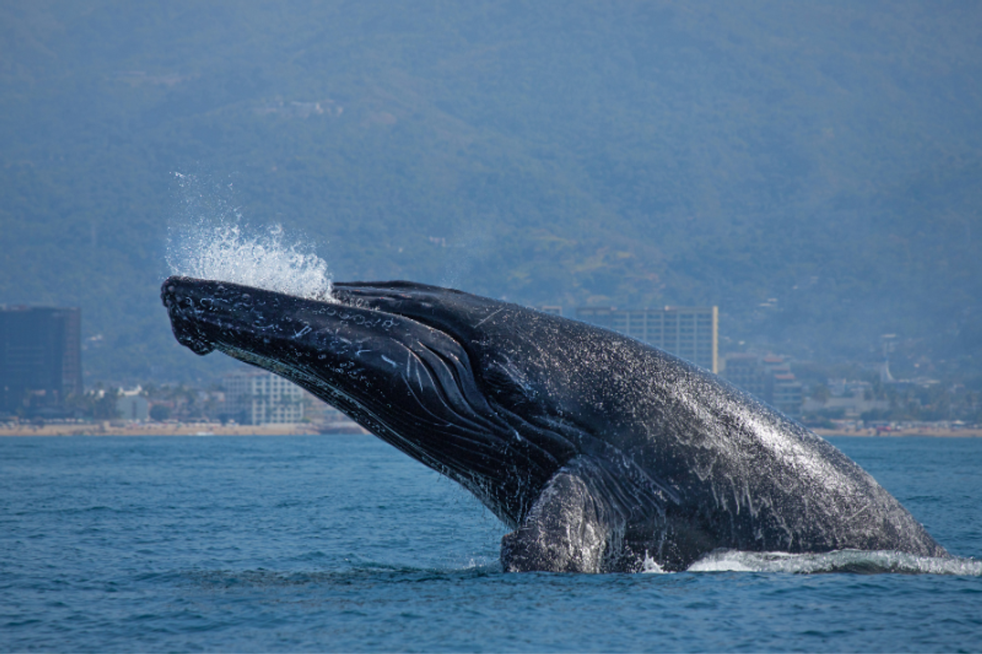 A humpback whale breaching the water near the coastline, with city buildings and green hills in the background. The whale's head and upper body are visible as it splashes back into the ocean.