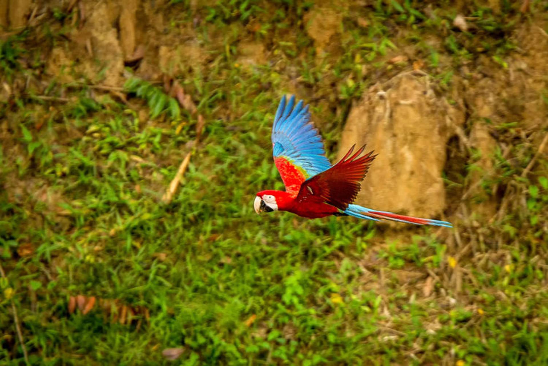A vibrant red and blue macaw flies gracefully against a green, lush backdrop.