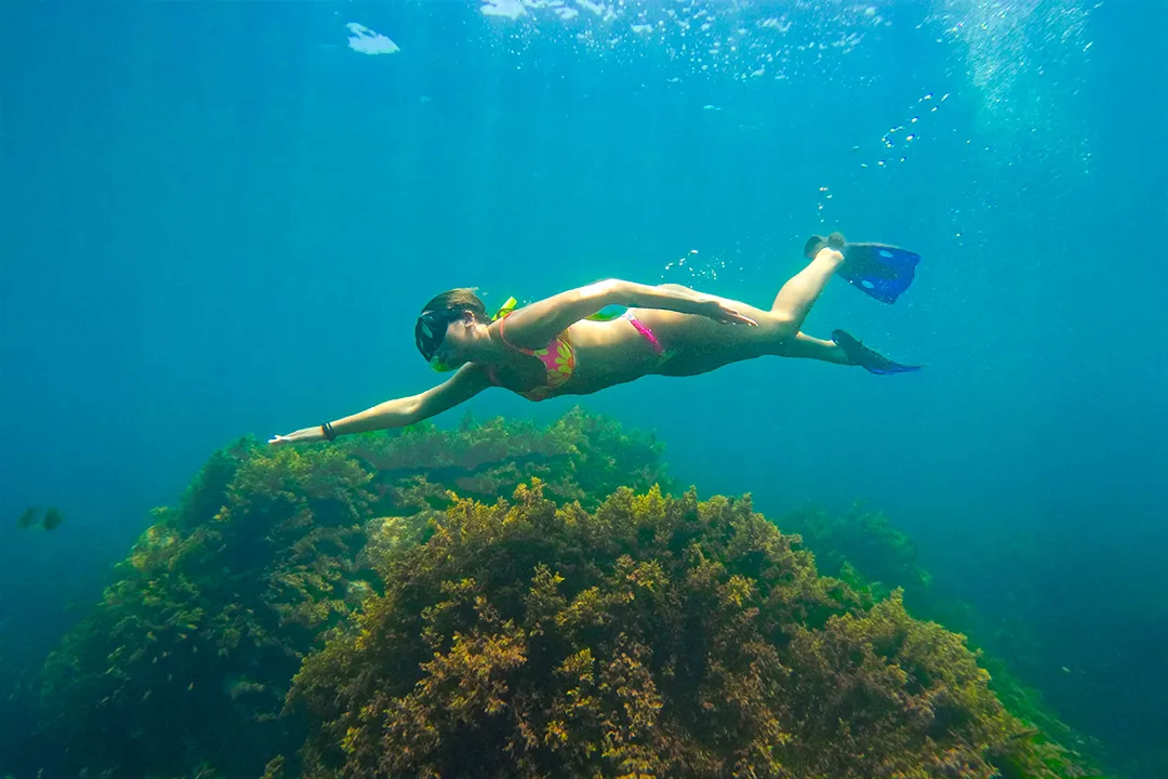 Snorkeling tour in Puerto Vallarta with tropical fish and reef exploration in clear blue ocean waters