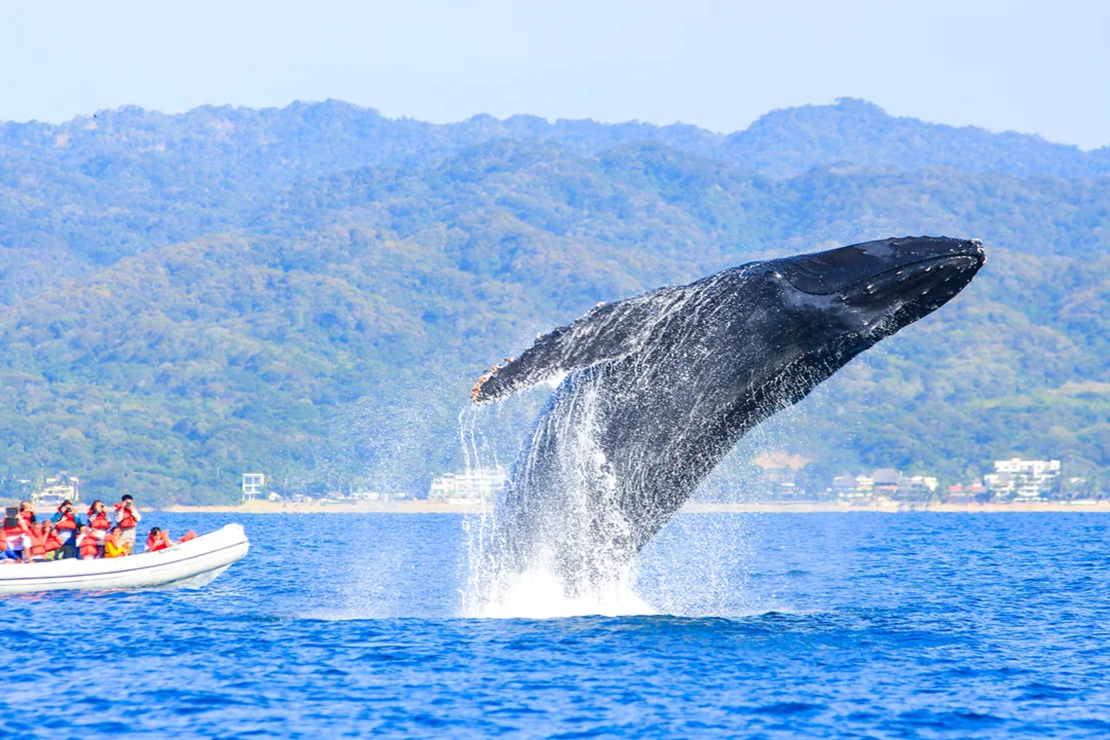 Una ballena jorobada salta espectacularmente cerca de un bote con turistas en Bahía de Banderas.