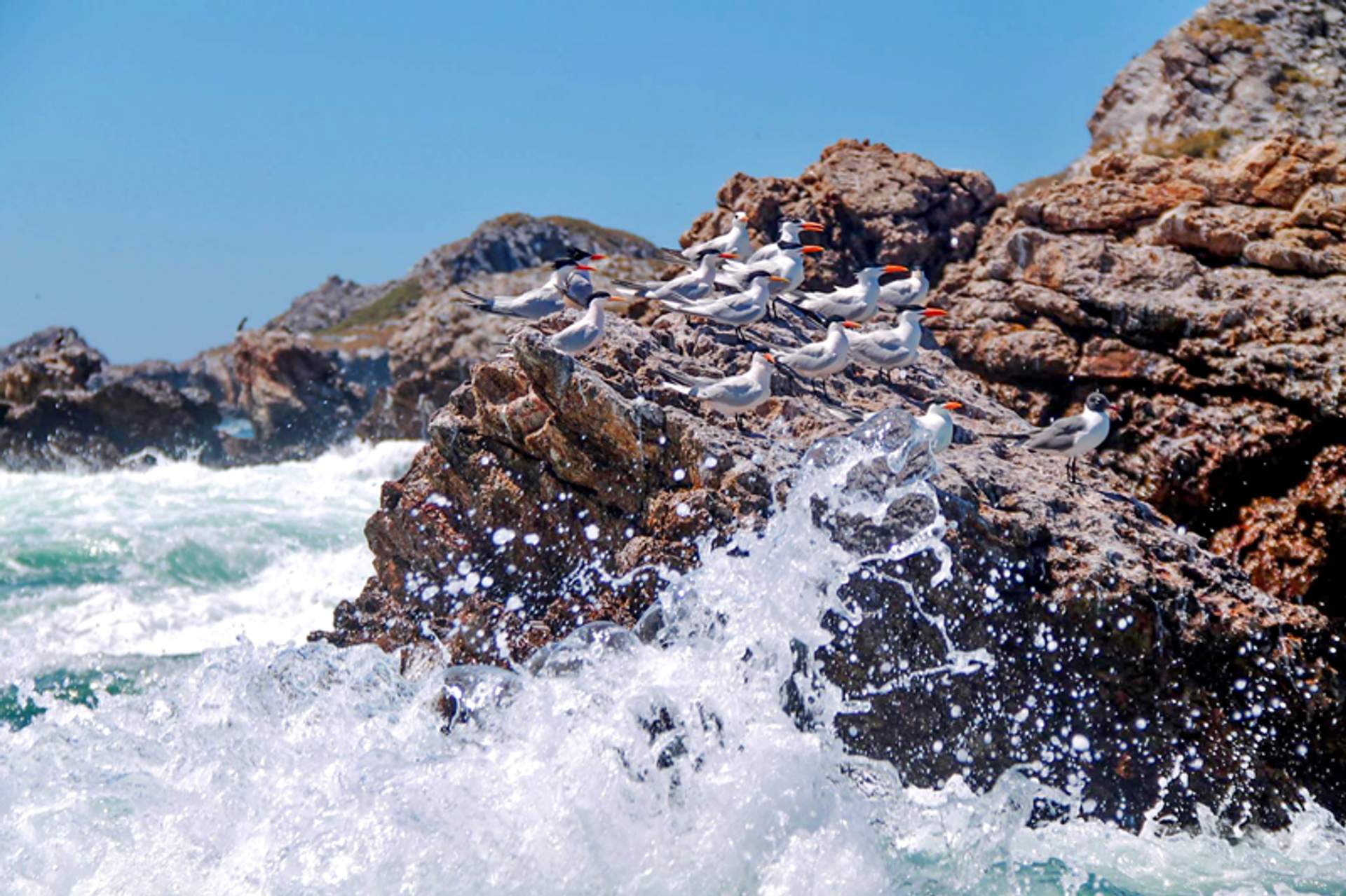 Seagulls perched on rocky cliffs with ocean waves splashing, Marieta Islands, Mexico.
