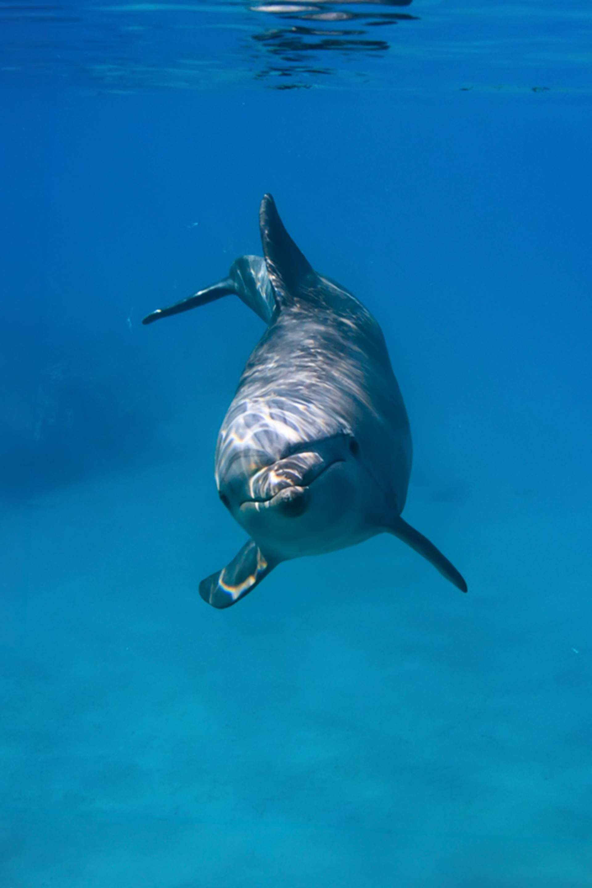 Maravillosos Encuentros con Delfines en Puerto Vallarta.