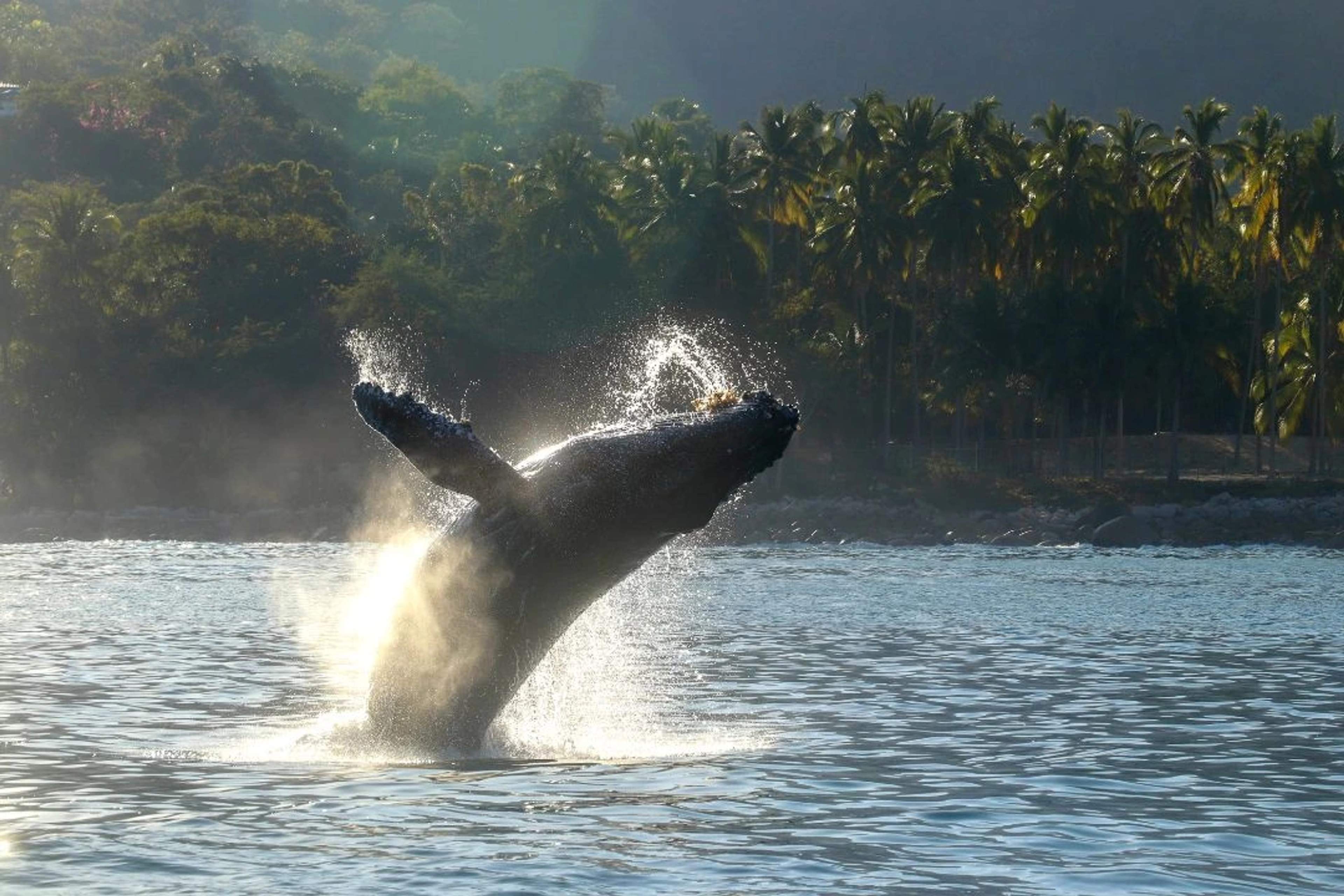 Things to Do in Puerto Vallarta in January