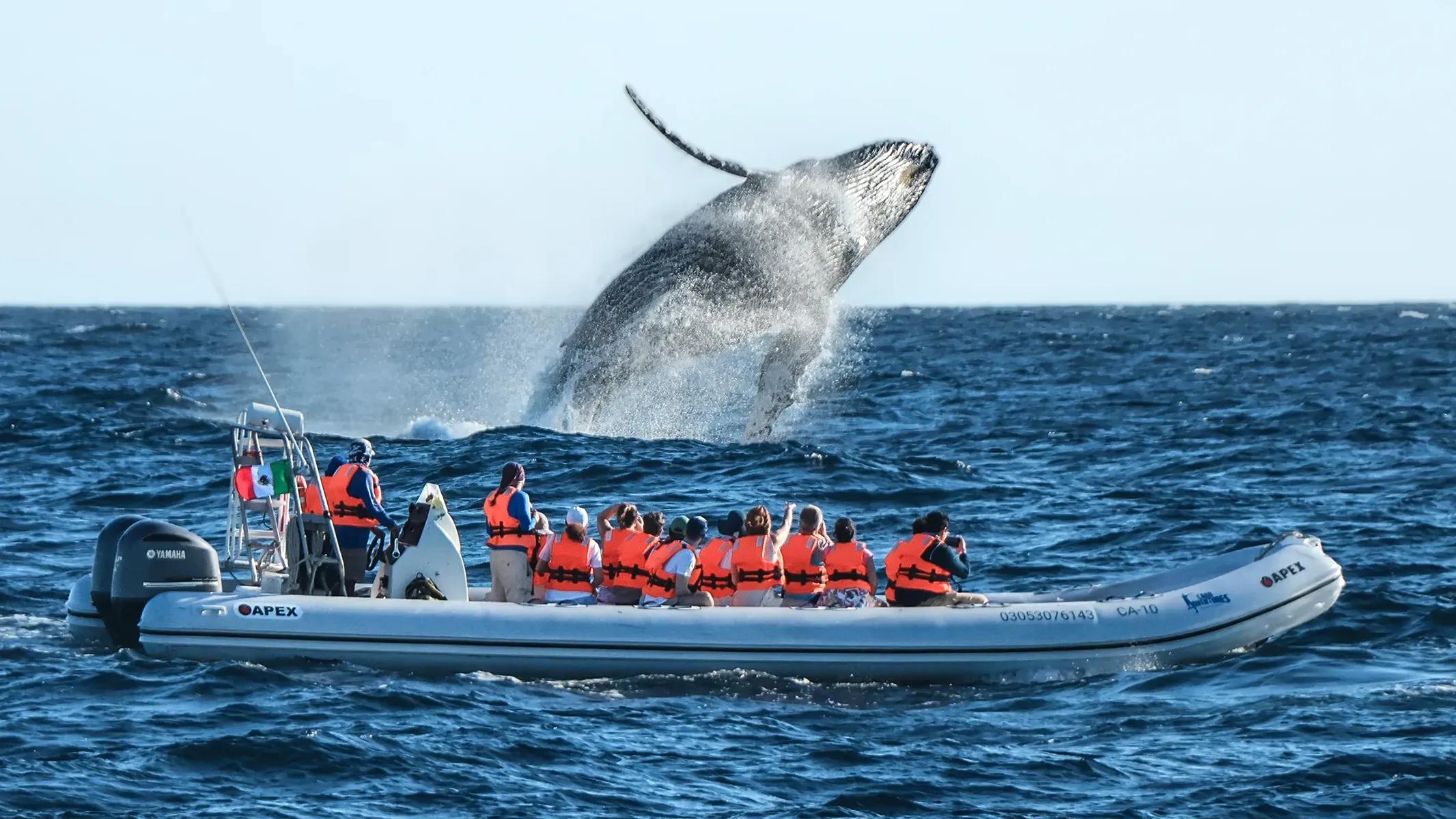 The BEST Puerto Vallarta Whale Watching Tour Vallarta Adventures ®