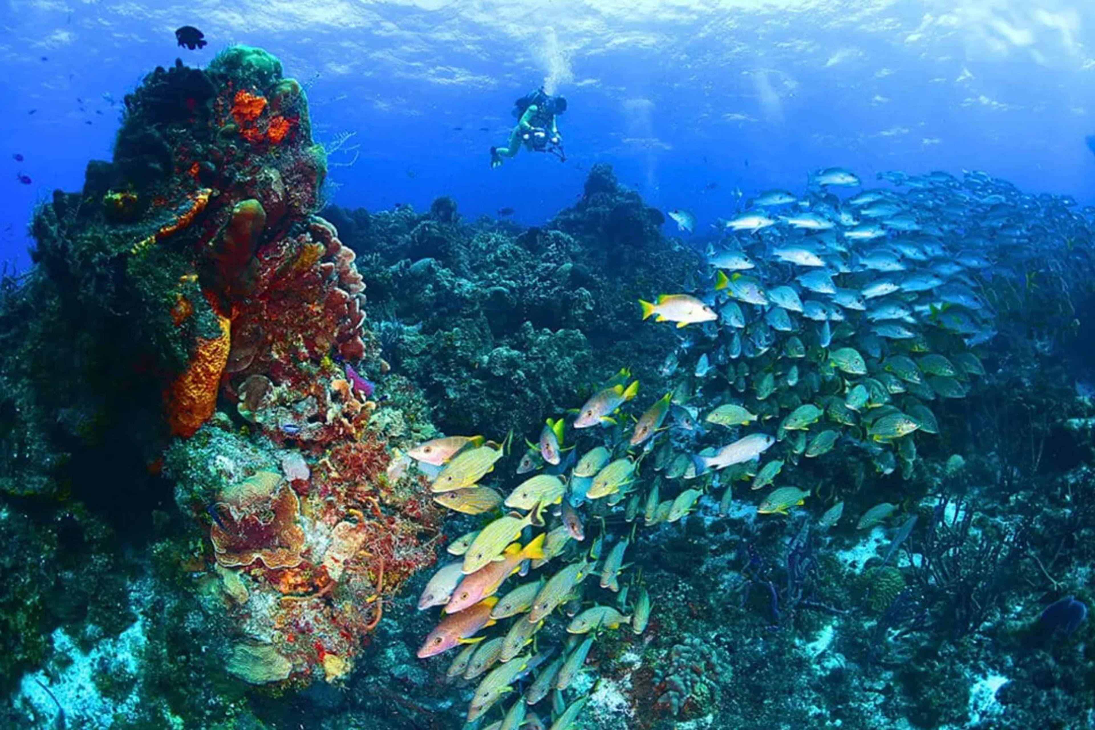 Diver explores Santa Rosa Wall in Cozumel, surrounded by colorful corals and schools of fish.