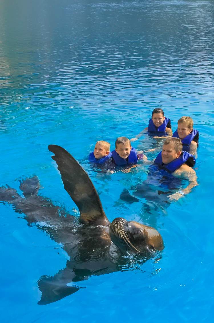 Lobo marino nadando durante una de las mejores actividades para familias en Puerto Vallarta.