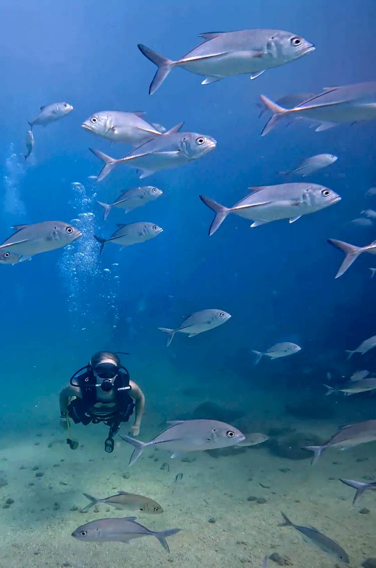 Escuela de Pez Medregal durante un tour de Buceo en Las Caletas Puerto Vallarta.
