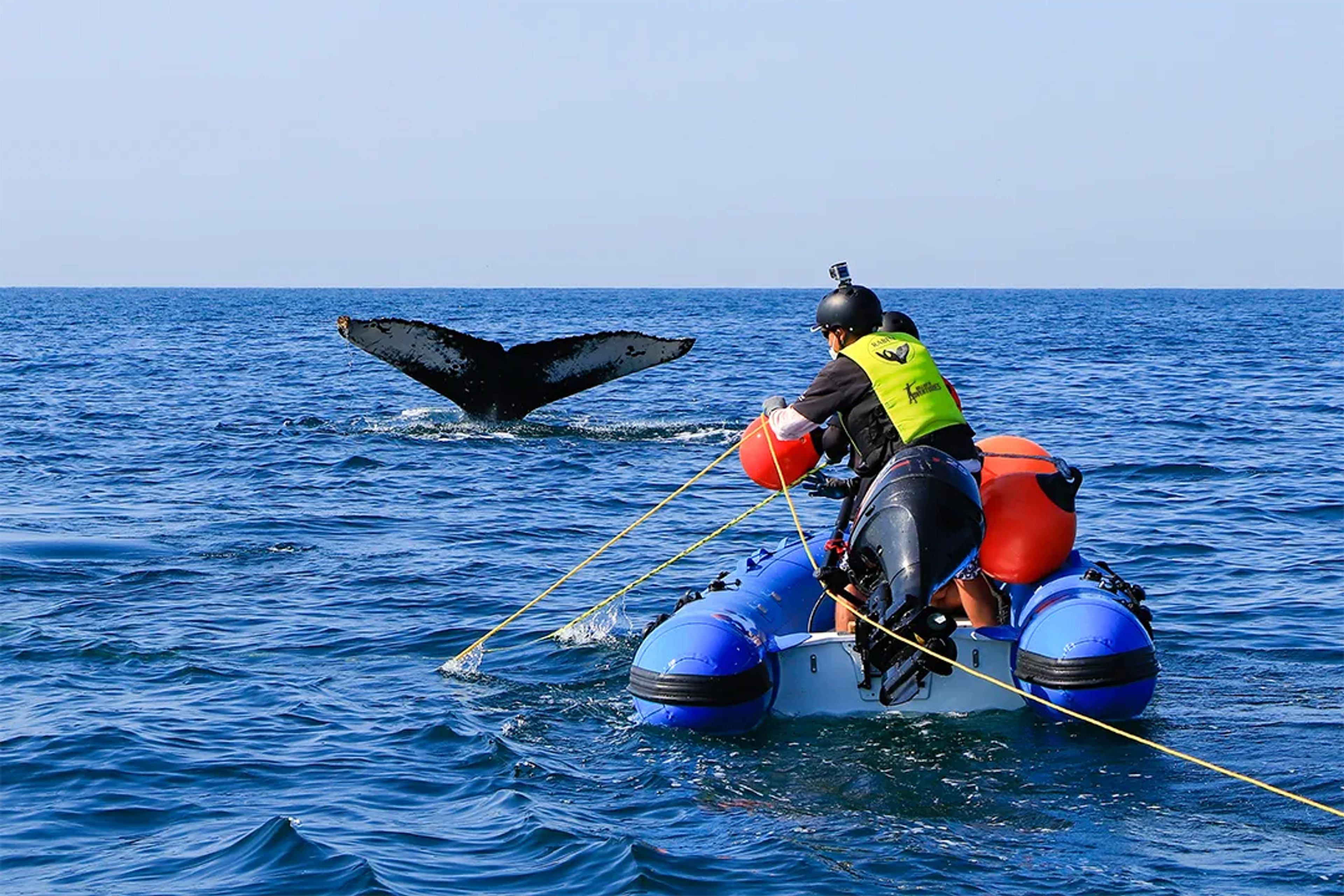 Equipo de Vallarta Adventures en el proceso de desenmallamiento de una ballena en Puerto Vallarta.