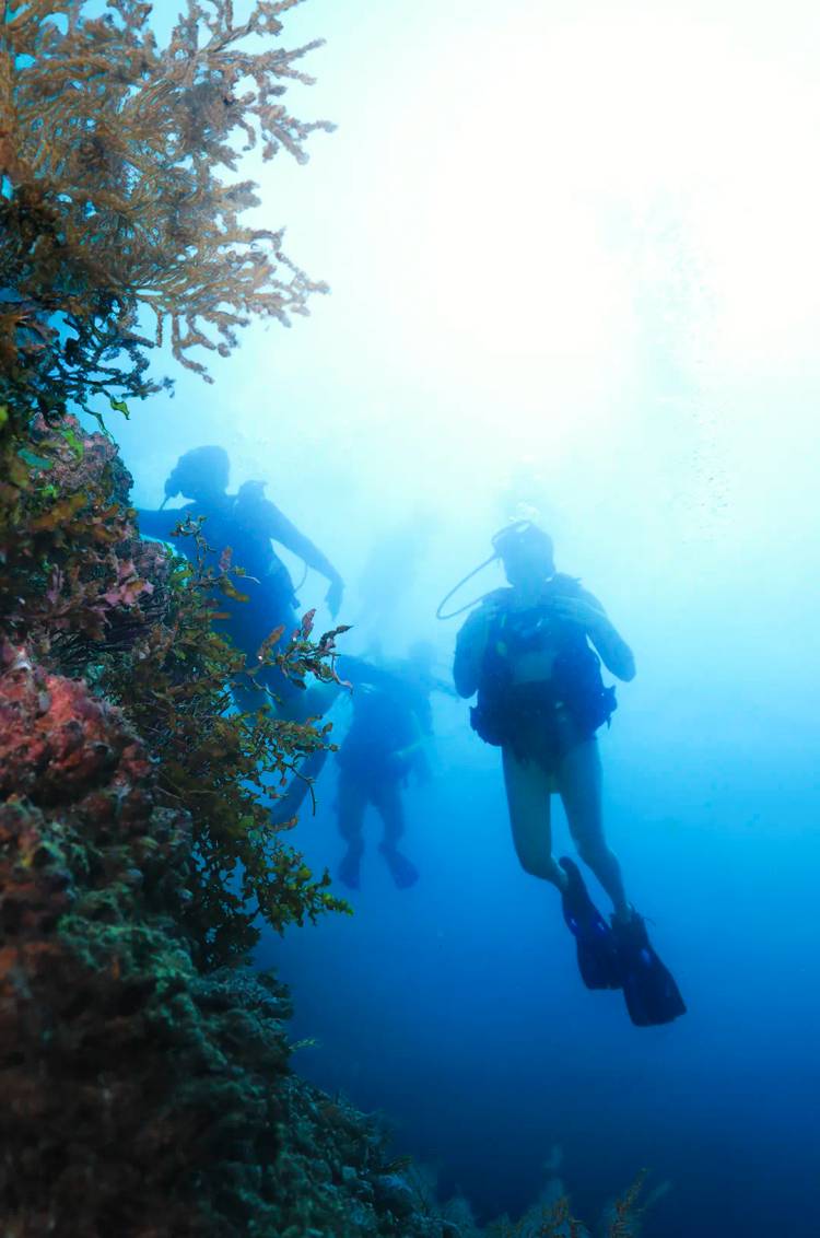 Group of divers during a PADI Refresher course in Puerto Vallarta.