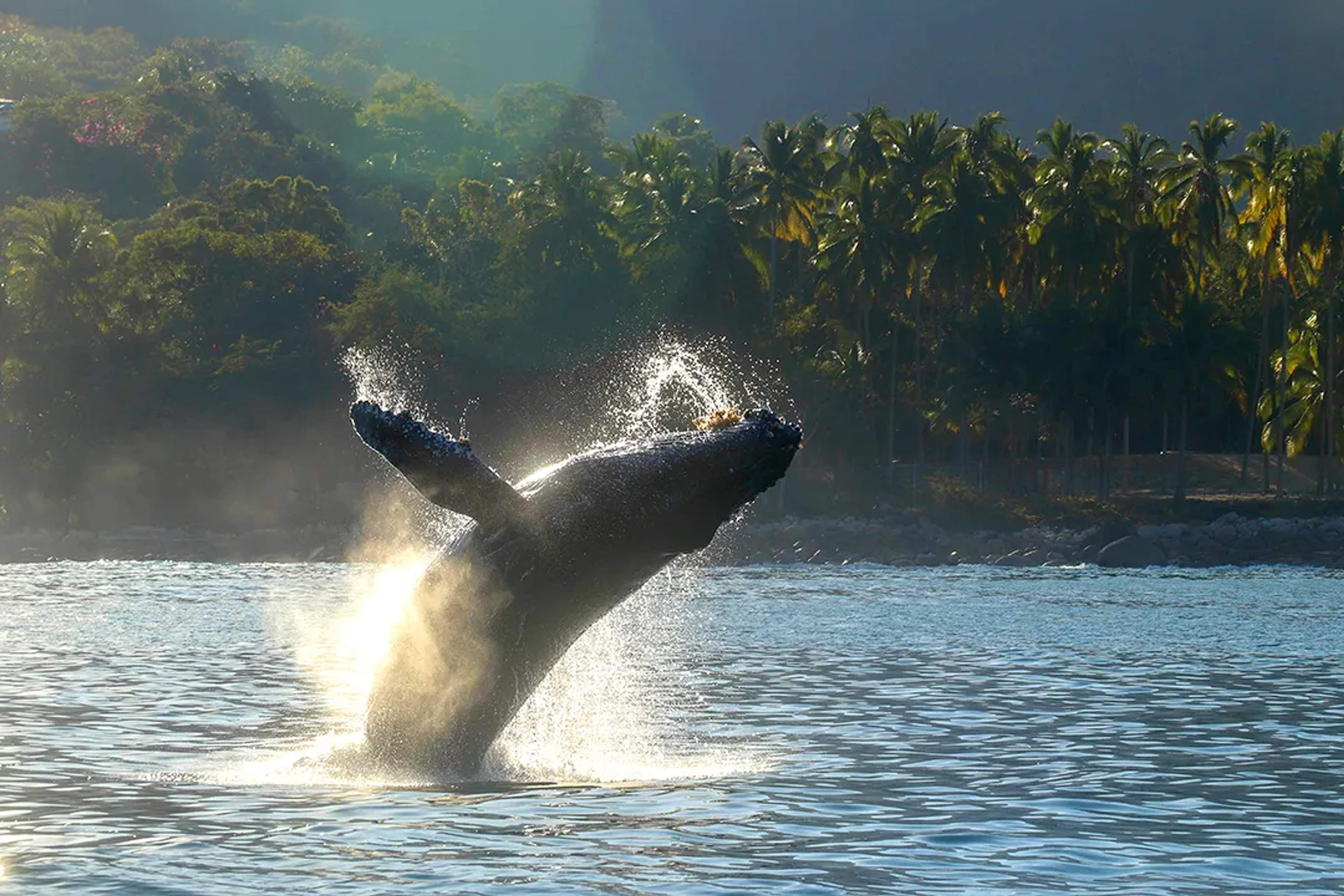 Ballena jorobada saltando en la Bahía de Banderas con selva tropical y palmeras de fondo.