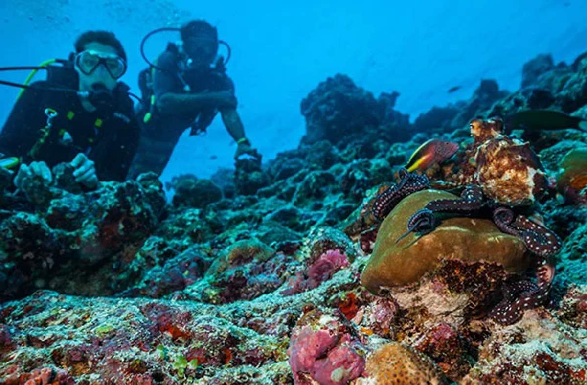 Speckled octopus observed by two divers on a coral reef, displaying its tentacles and distinctive patterns.