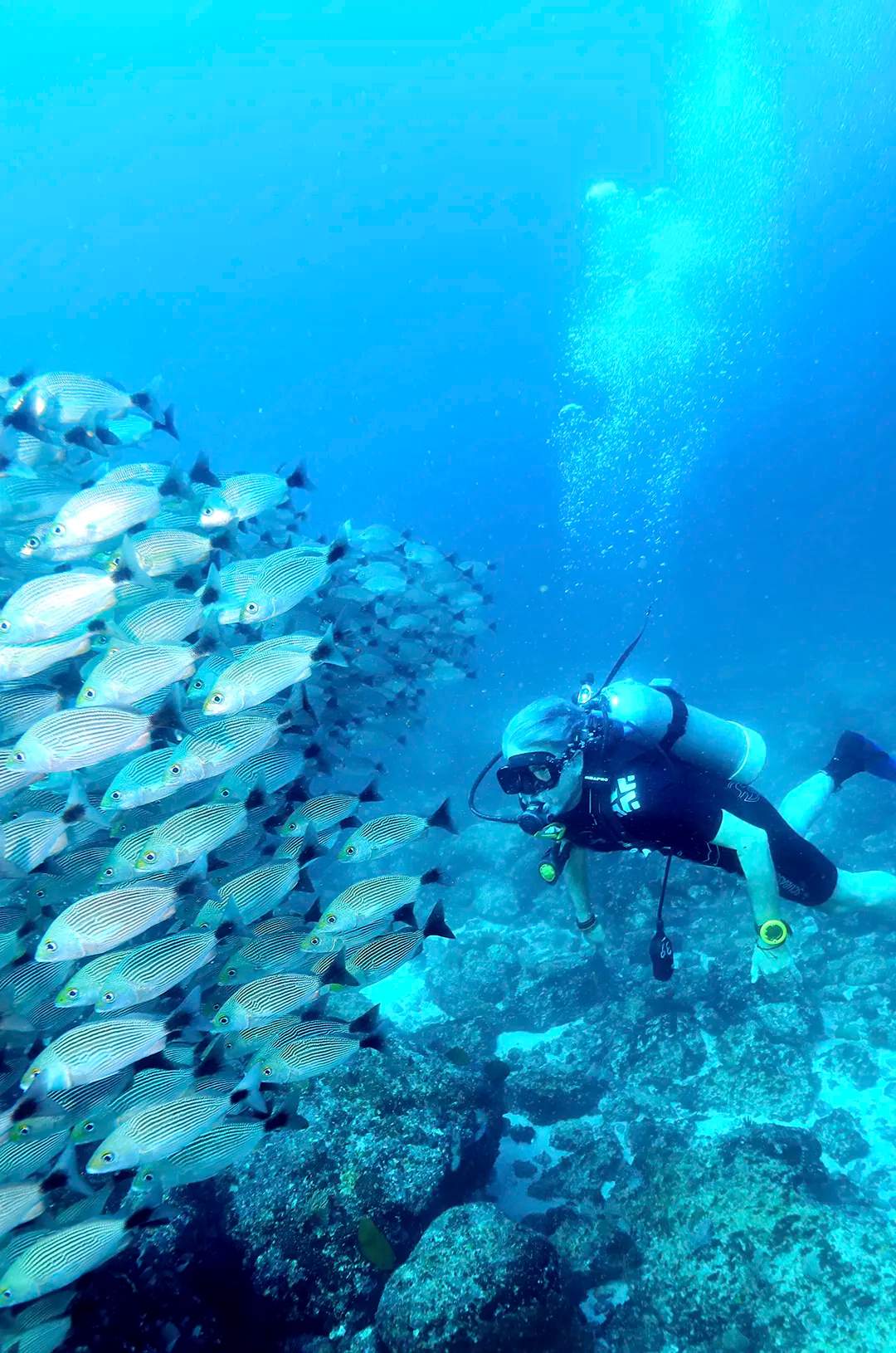 Escuela de Pez Burro Rasposo visto durante un Buceo en Puerto Vallarta.