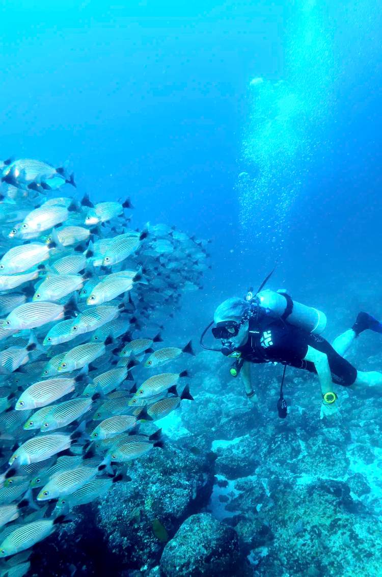 Escuela de Pez Burro Rasposo visto durante un Buceo en Puerto Vallarta.