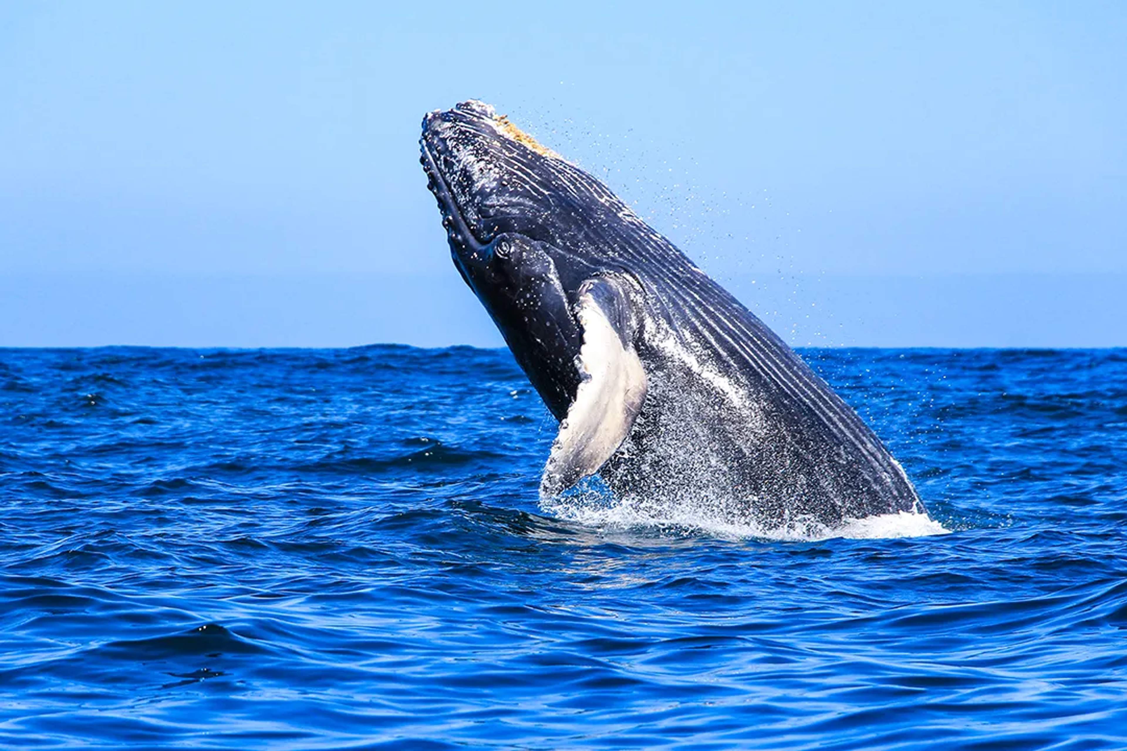 A majestic humpback whale breaches the ocean surface, showcasing its power and grace.