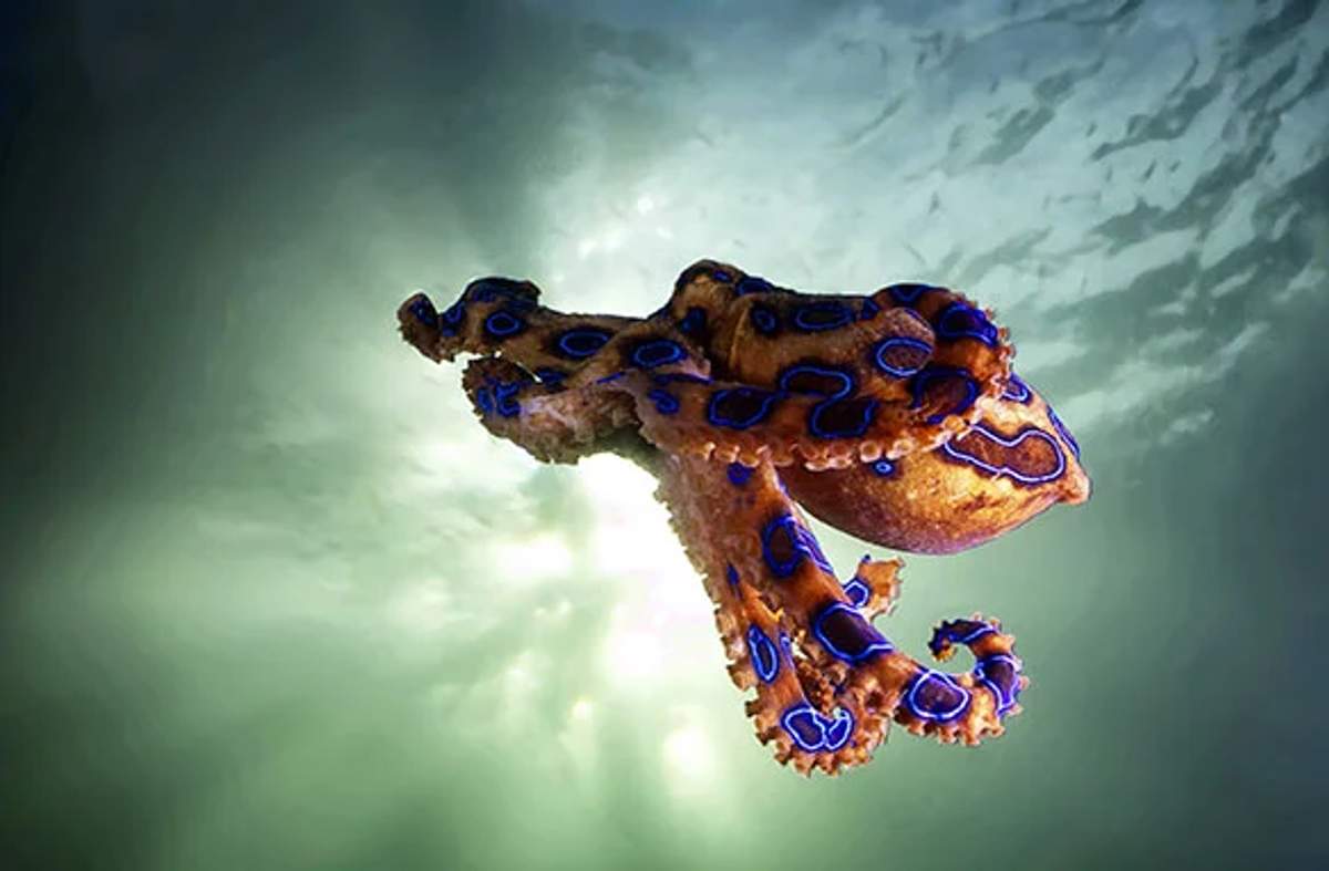 Blue-ringed octopus floating in the water, displaying its striking blue and orange patterns under the sunlight.