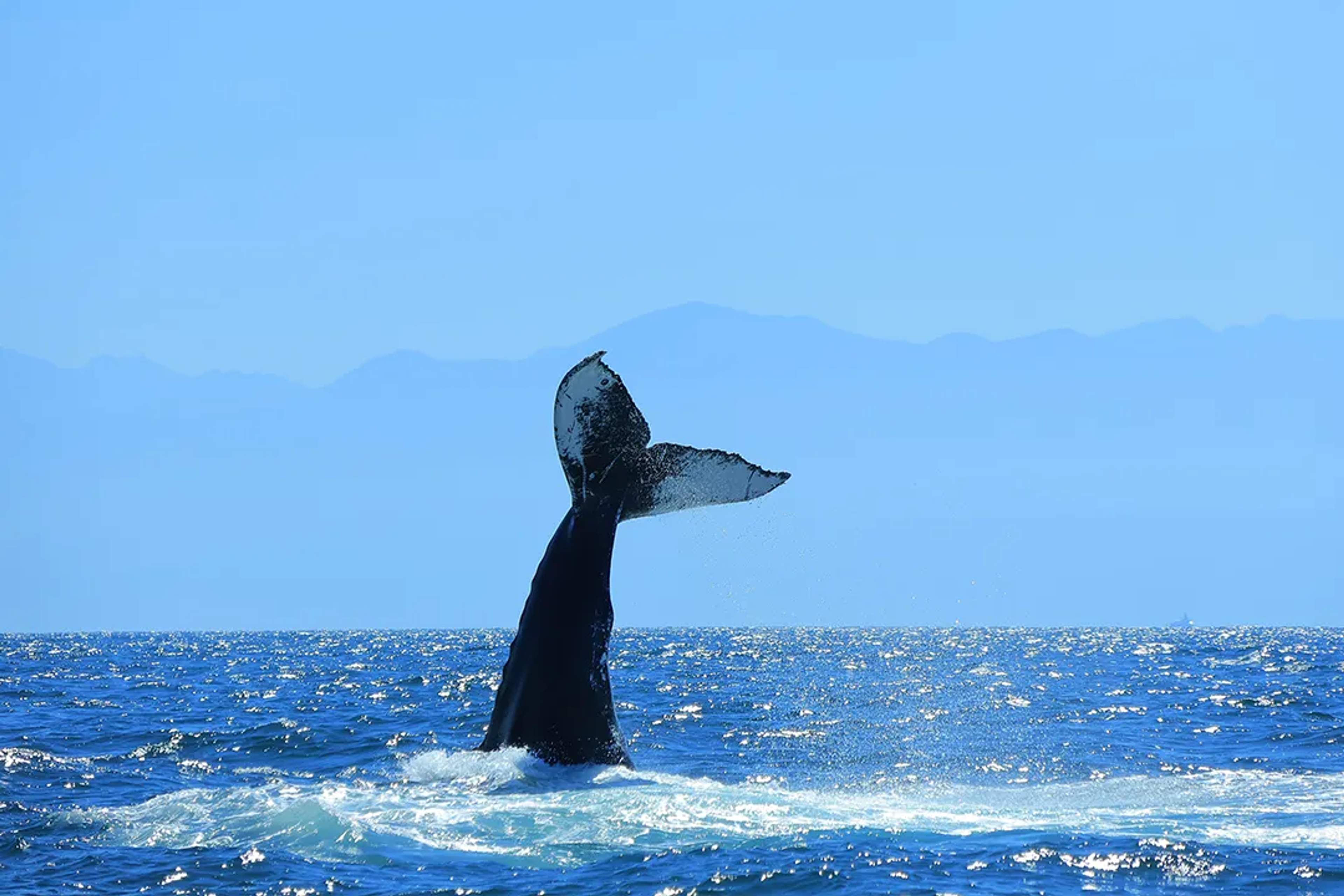 Cola de ballena jorobada saliendo del mar durante la temporada de avistamiento en Puerto Vallarta.