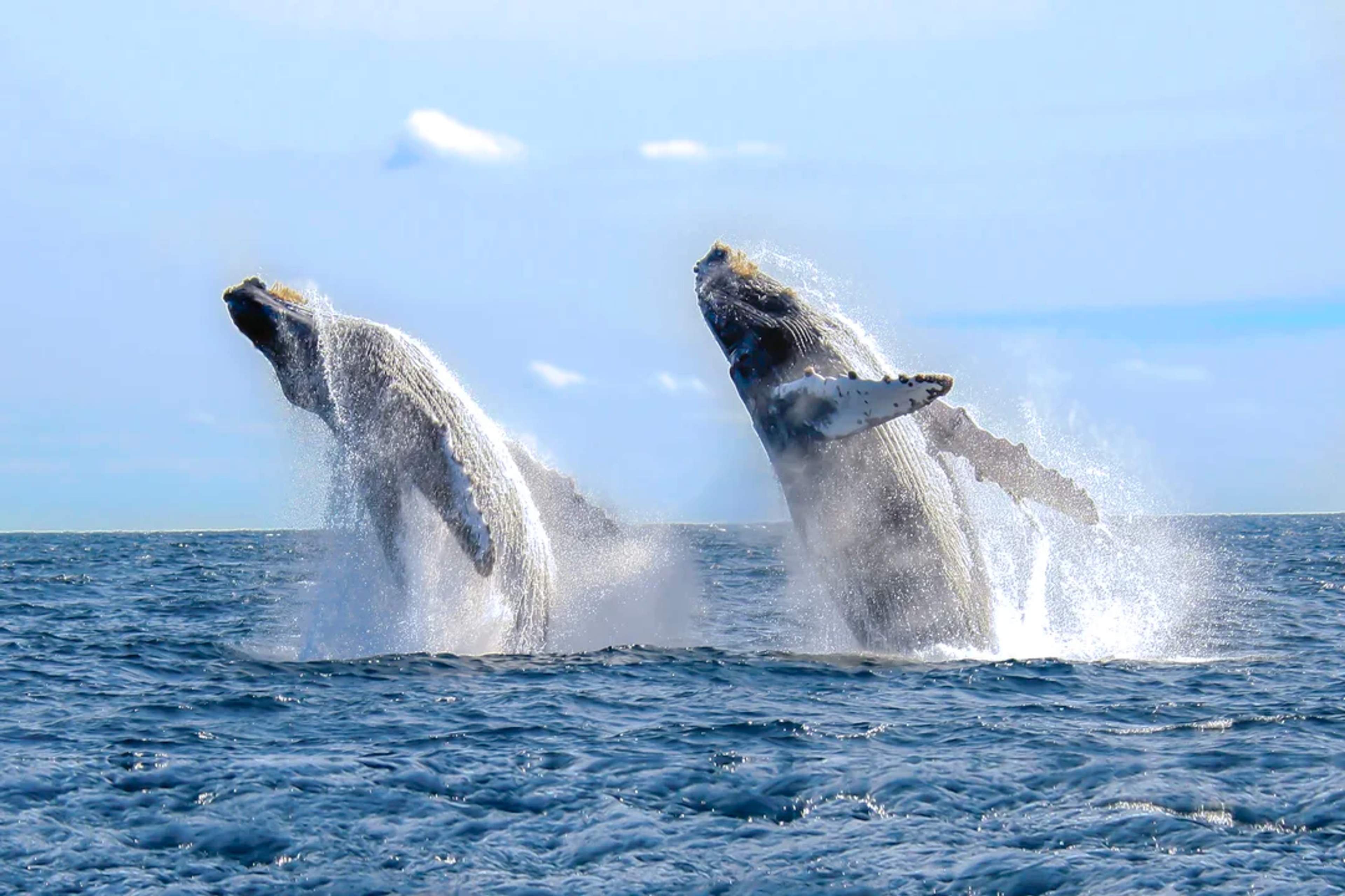 Two humpback whales leap from the ocean in a synchronized breach, creating a stunning splash against the blue sea.