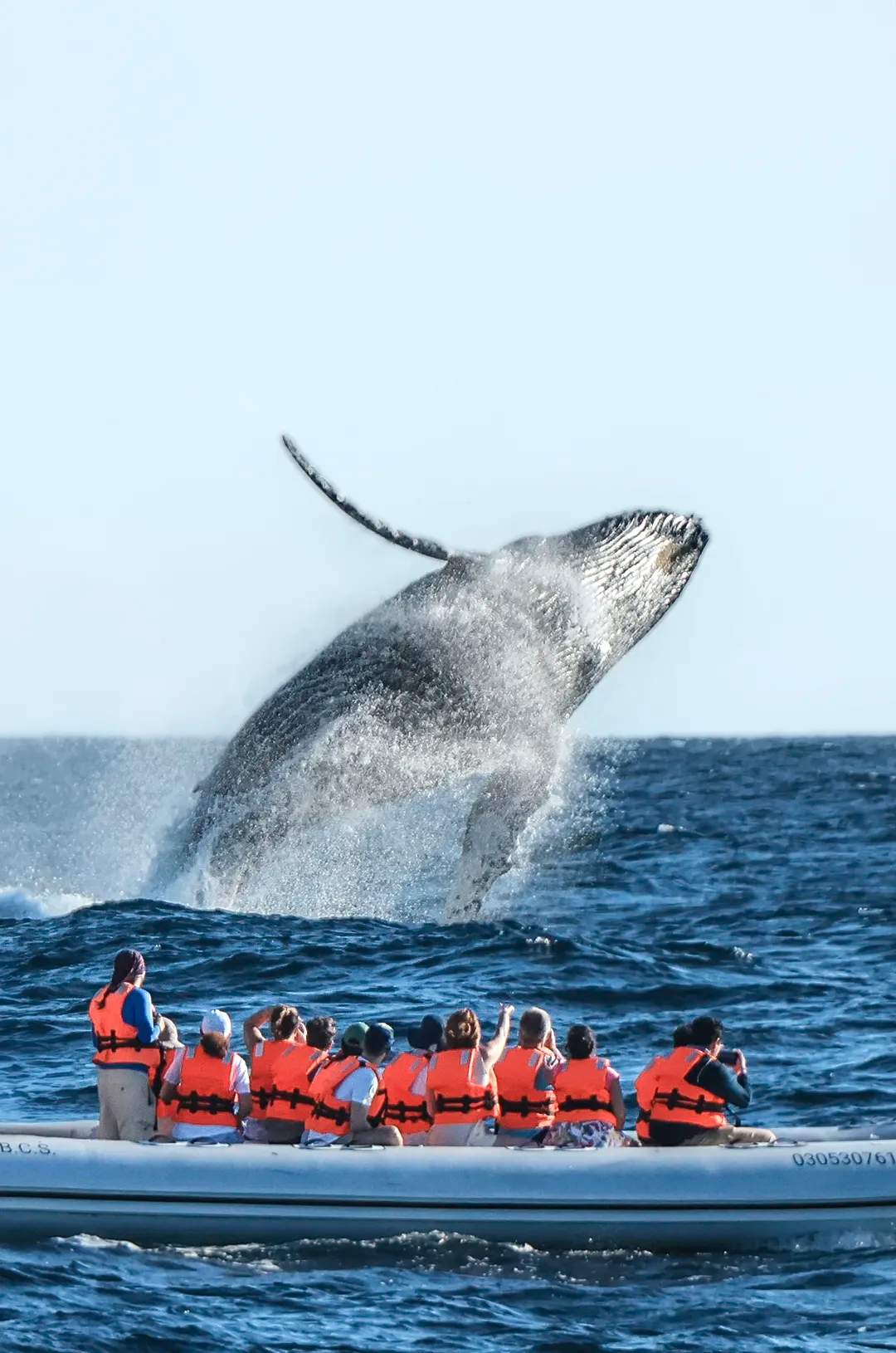 Travelers admiring a whale breaching during Puerto Vallarta Whale Seaason.