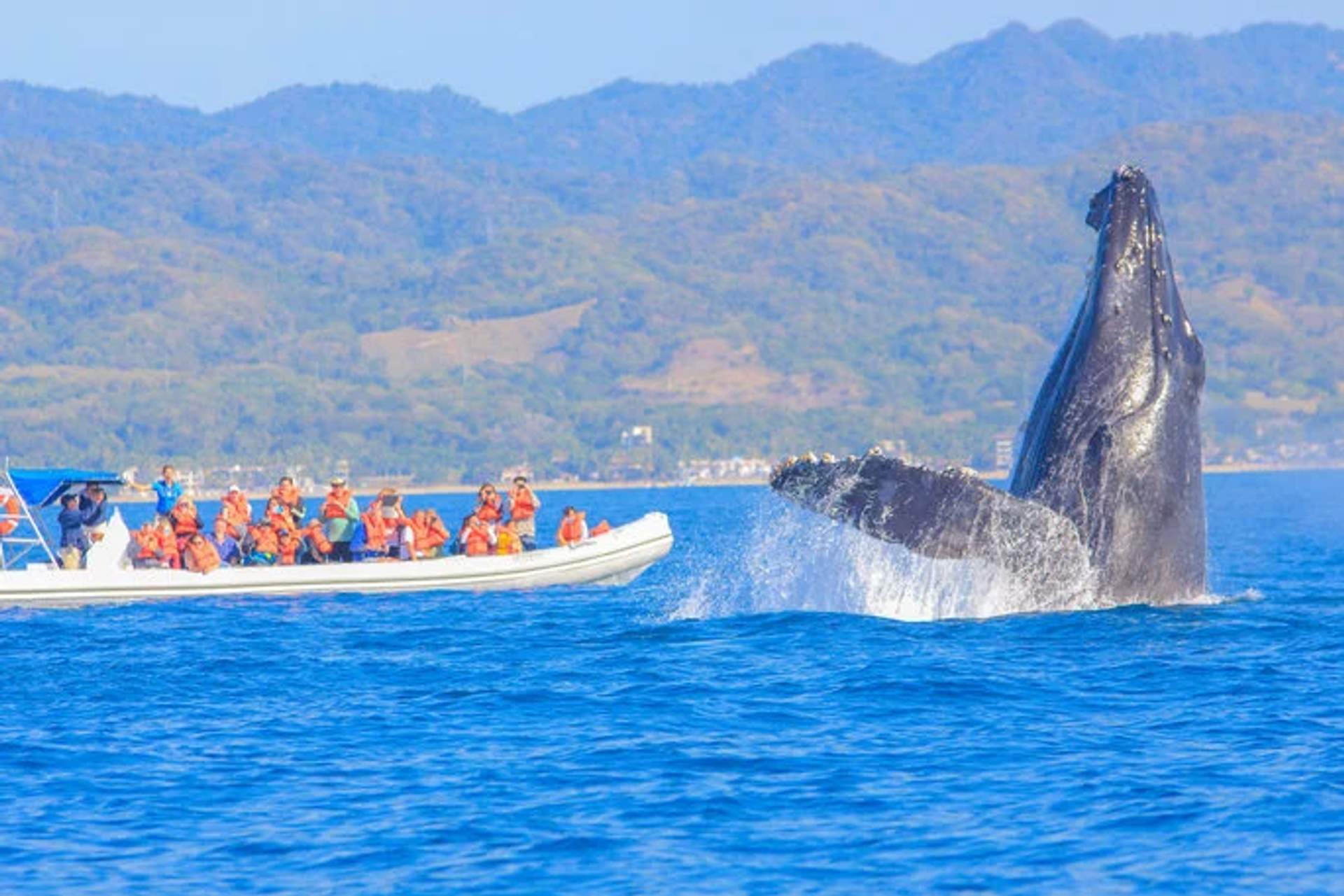 Turistas en un bote observan una ballena jorobada saltando cerca de la costa de Puerto Vallarta, con montañas al fondo.