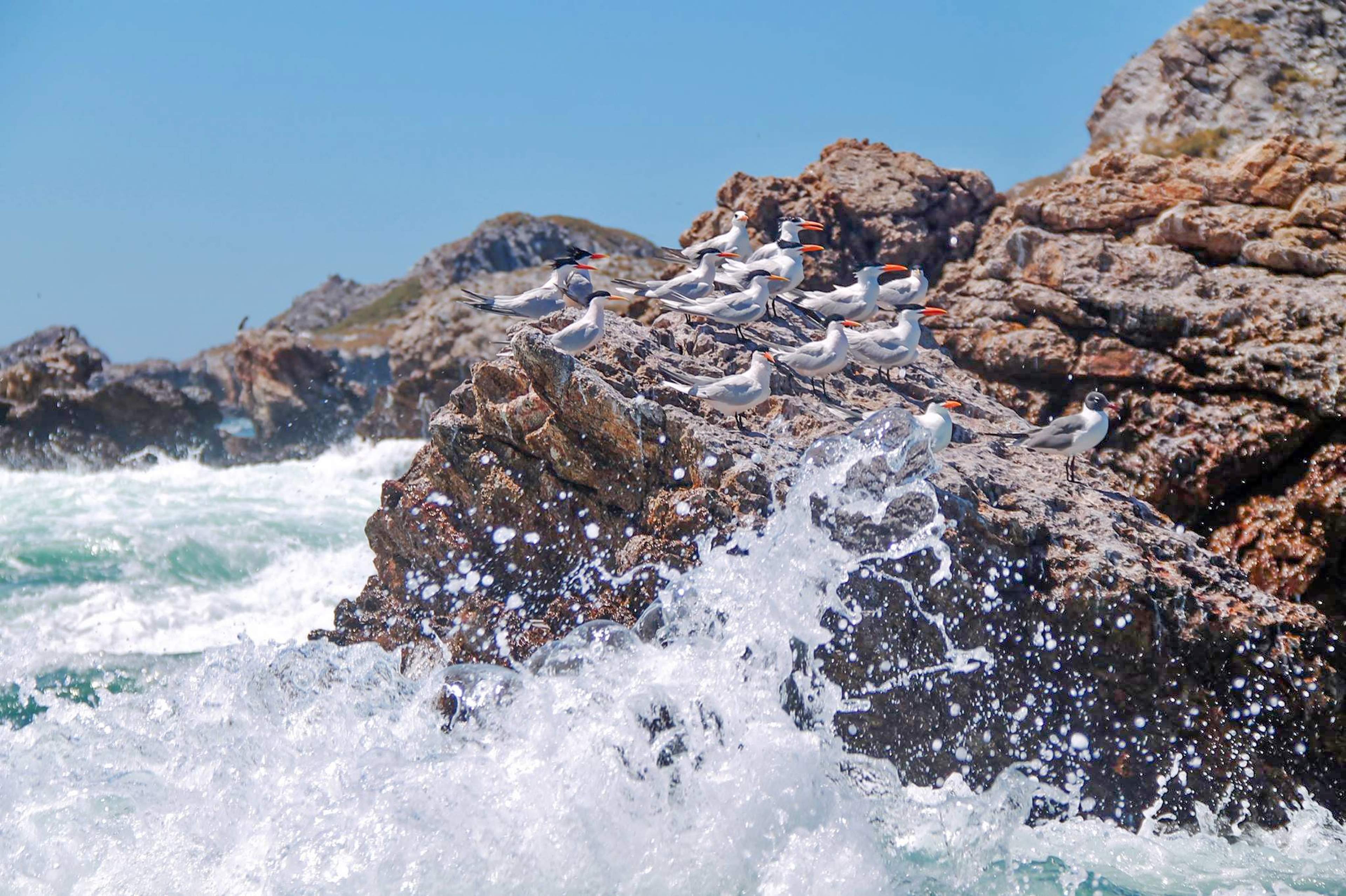 Seagulls perched on rocky outcrop with ocean waves splashing against the rocks at the Marietas Islands, Mexico.
