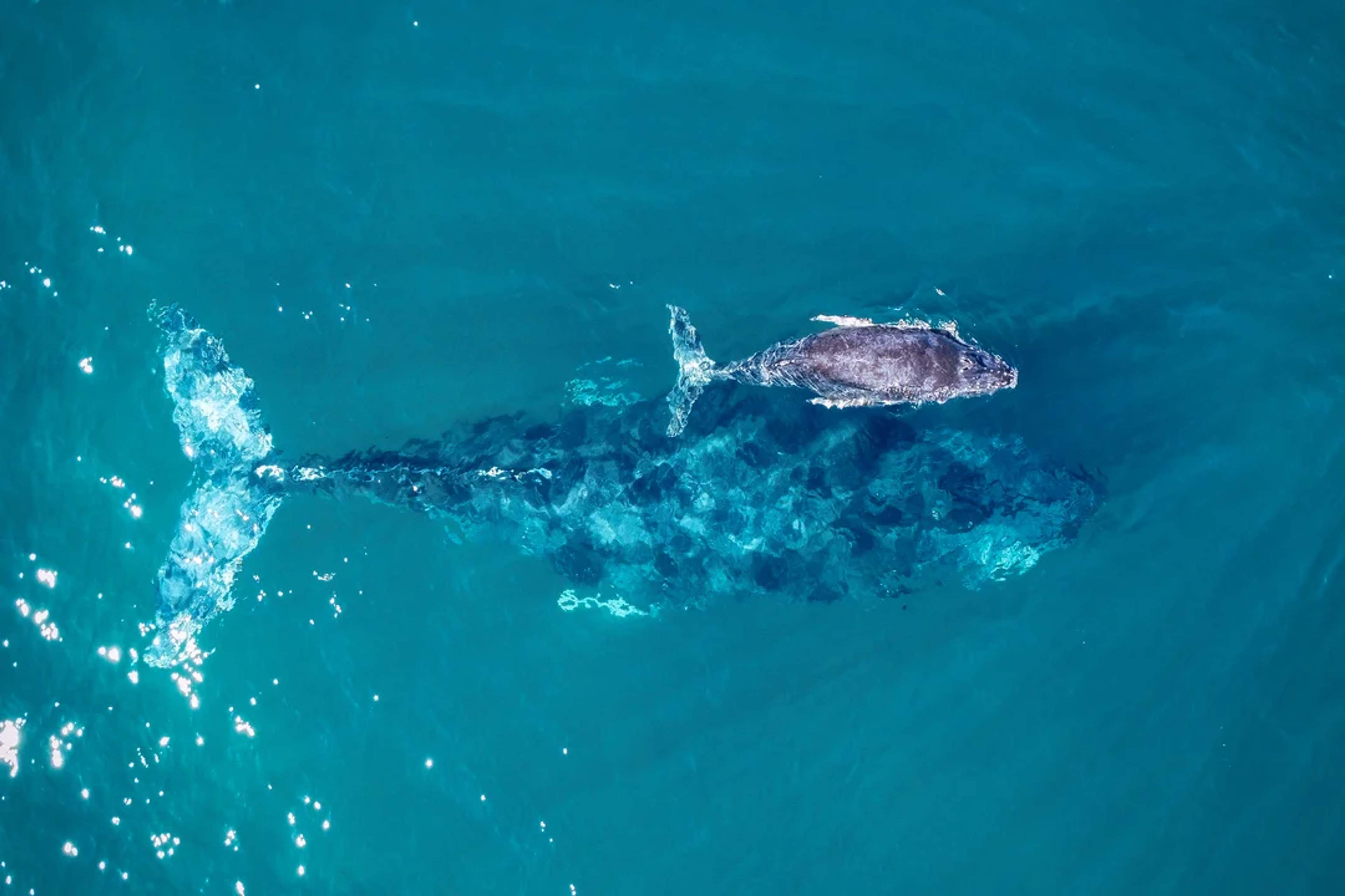 A humpback whale swims gracefully with its calf in crystal-clear blue waters, showcasing a beautiful marine bond.