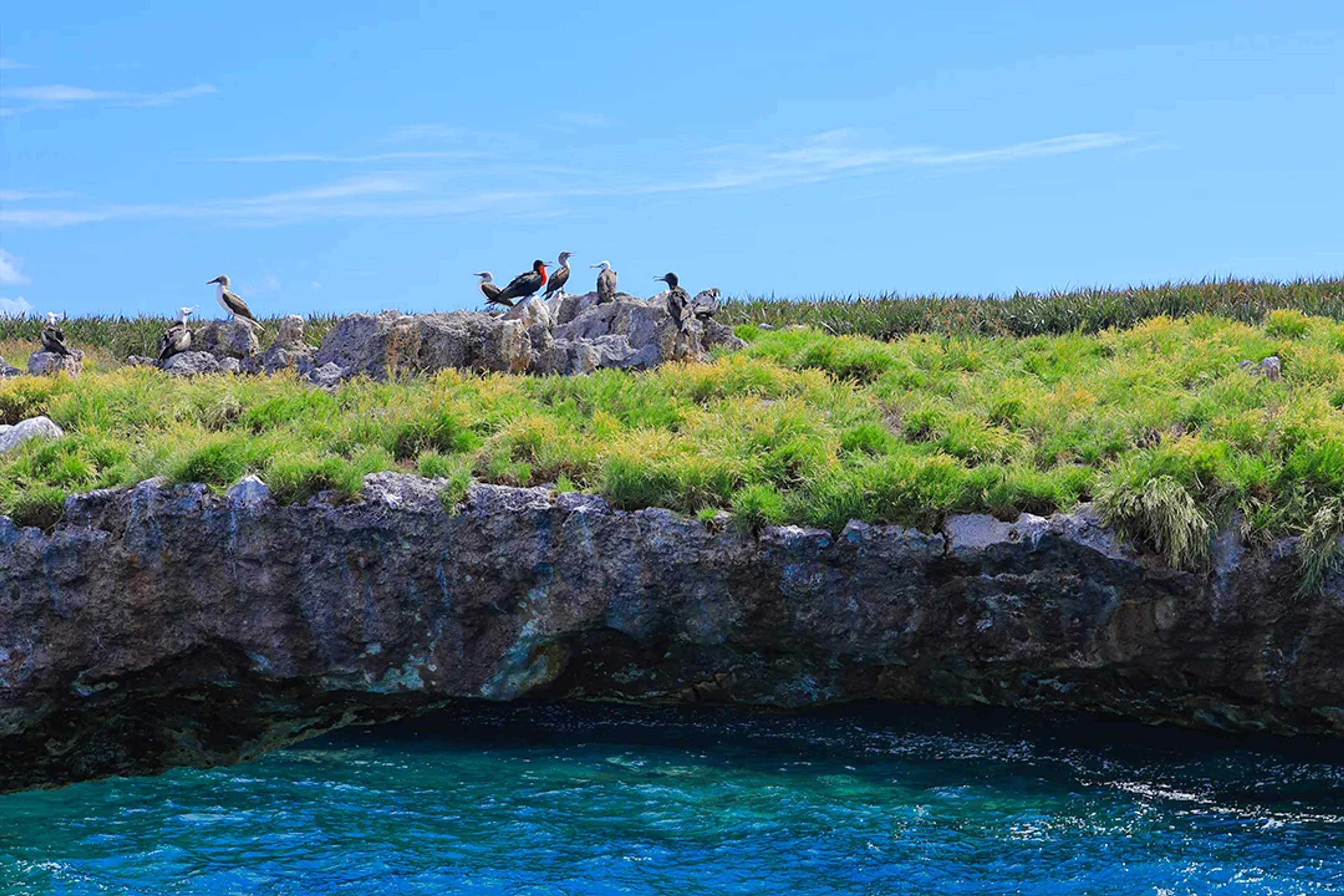 Aves marinas en las Islas Marietas, cerca de Puerto Vallarta, rodeadas de acantilados y vida silvestre.