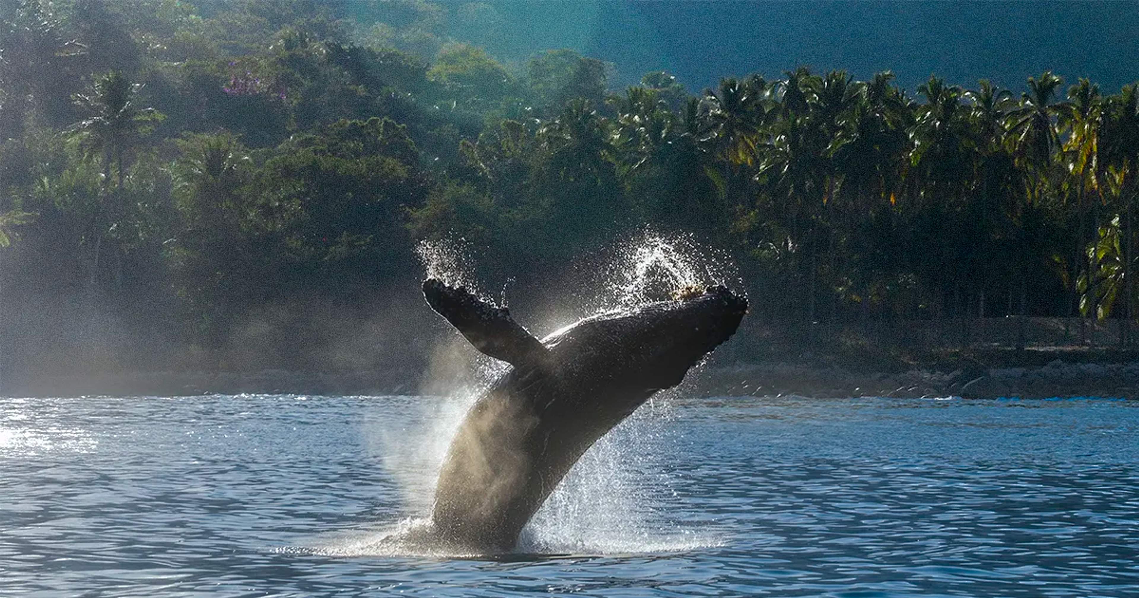 Gran ballena saltando fuera del océano en una cálida tarde en Tourd de Vallarta Adventures