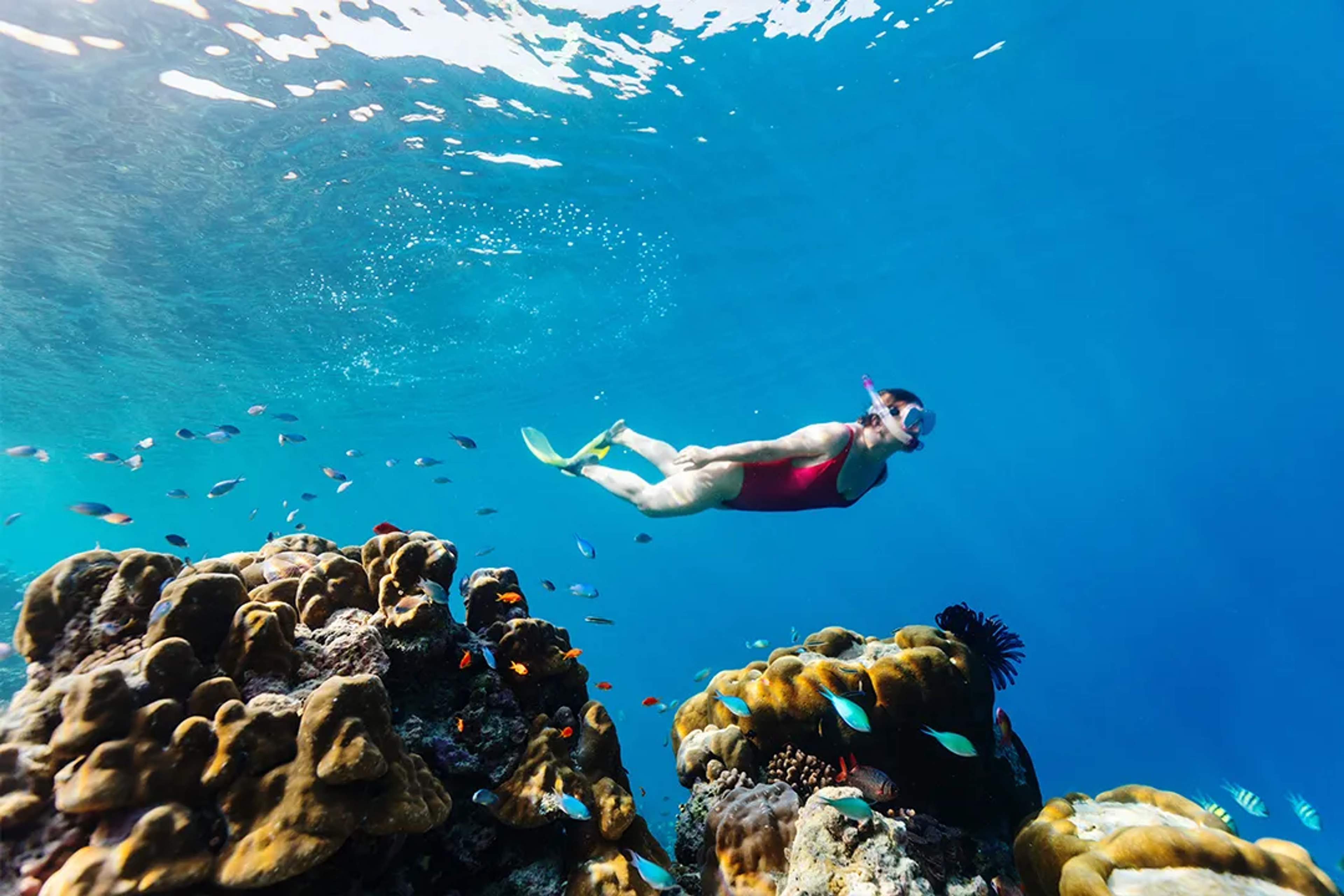 A snorkeler surrounded by colorful tropical fish in the clear waters near Los Arcos, Puerto Vallarta.