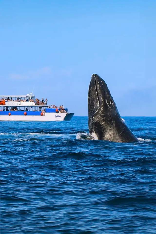 Puerto Vallarta whale watching tour on board a stable catamaran boat.
