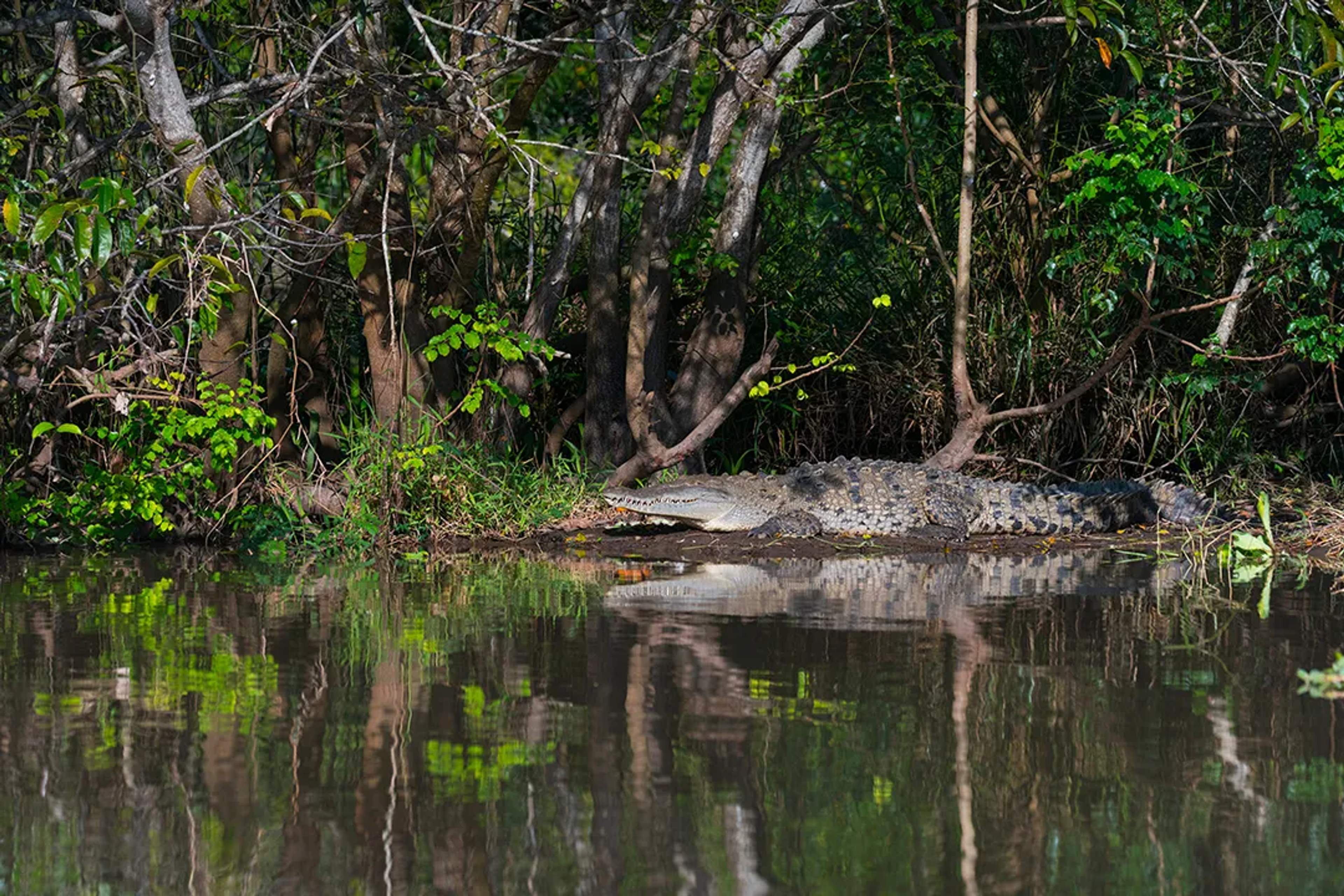 Crocodile resting along a mangrove lagoon during a Puerto Vallarta wildlife and nature tour