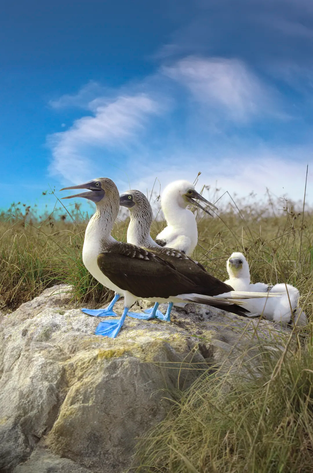Watch the rare Blue-footed Booby bird in Marietas Islands with Vallarta Adventures.