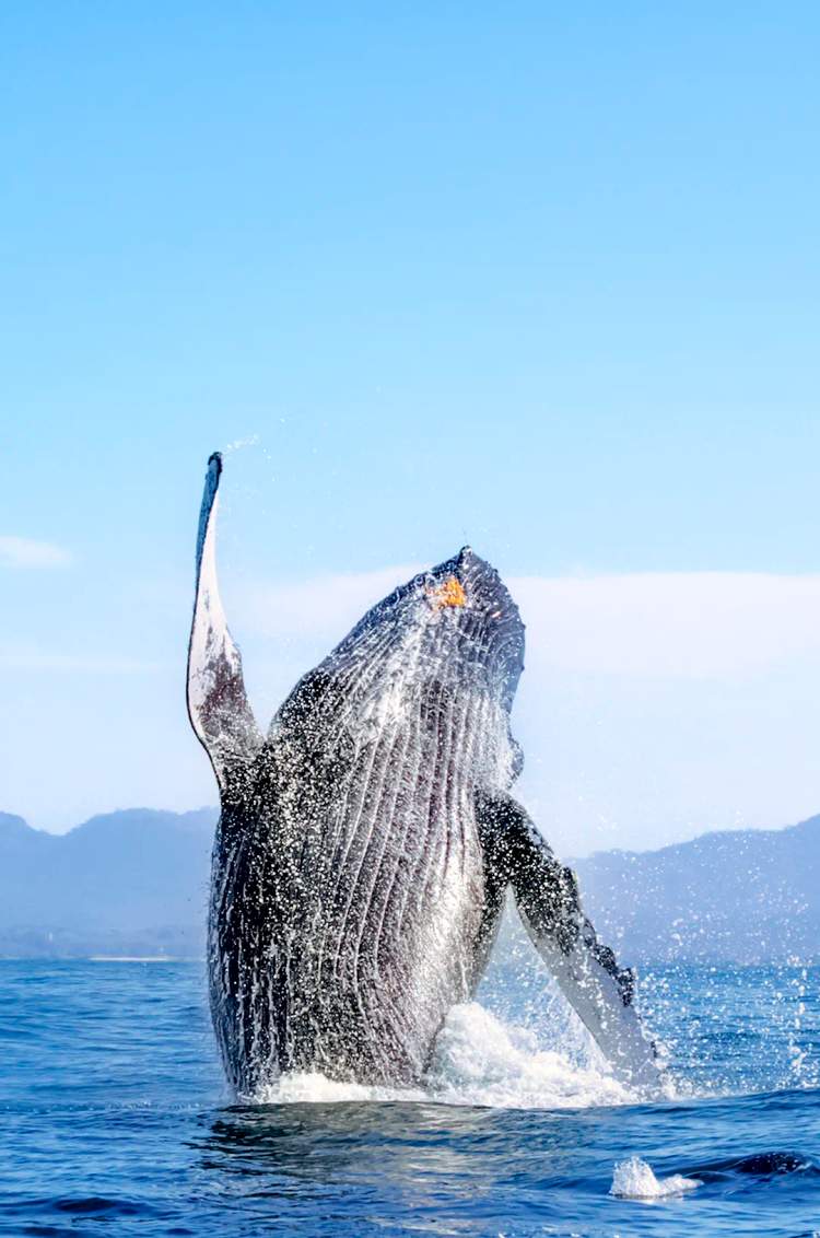 Punta Mita whale watching tour on board an agile speed boat.