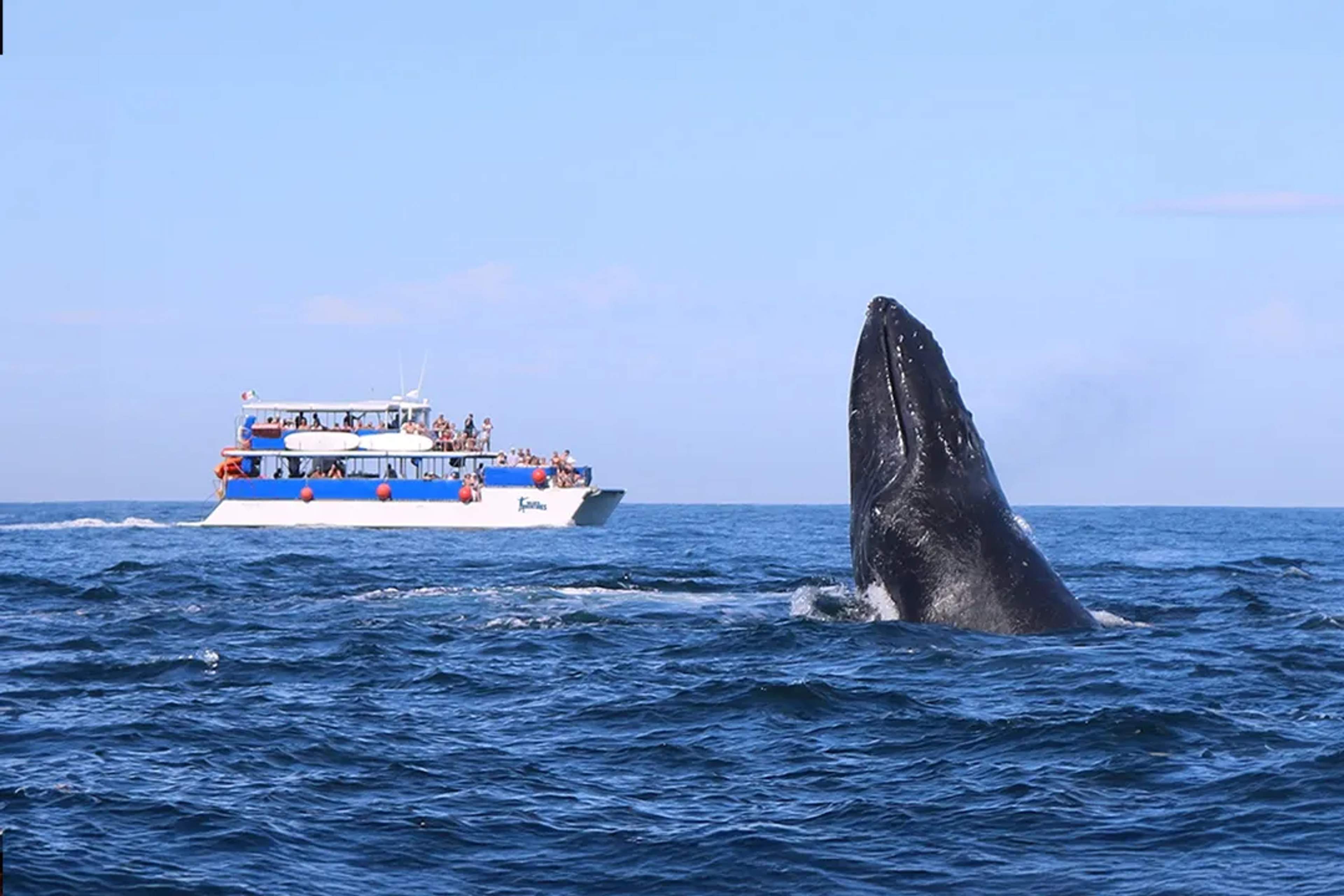 Avistamiento de ballenas en Puerto Vallarta con cola de ballena y embarcación en Bahía de Banderas