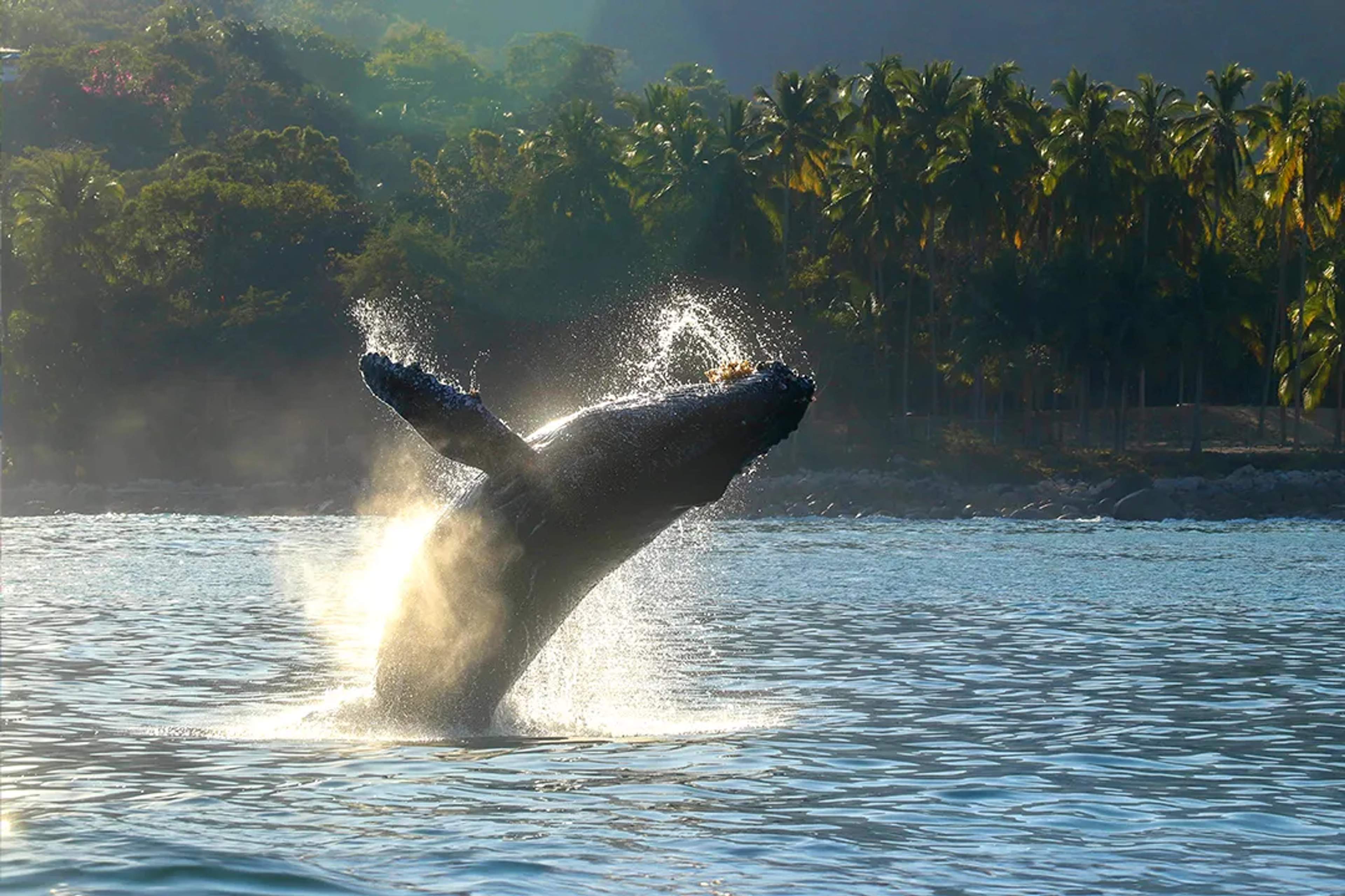 Humpback whale breaching in Banderas Bay near Puerto Vallarta during the winter whale watching season