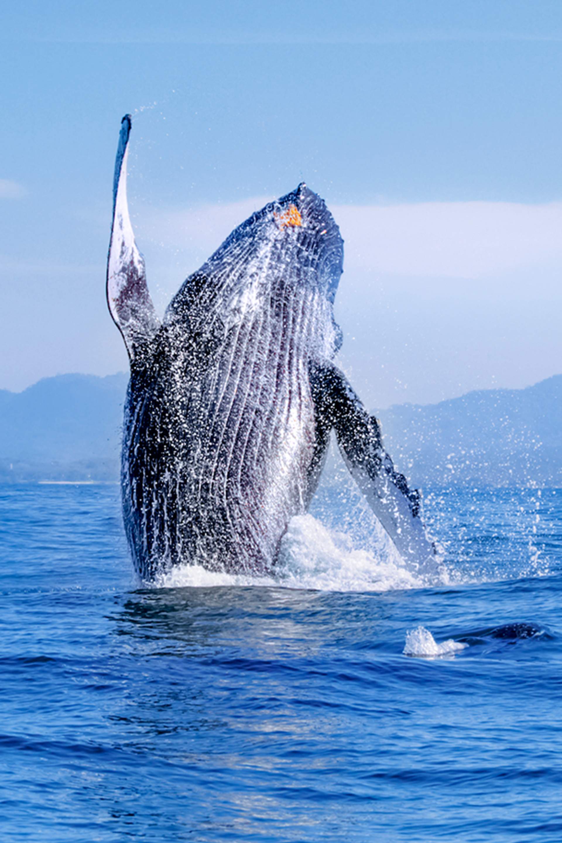 Whale Watching in Puerto Vallarta